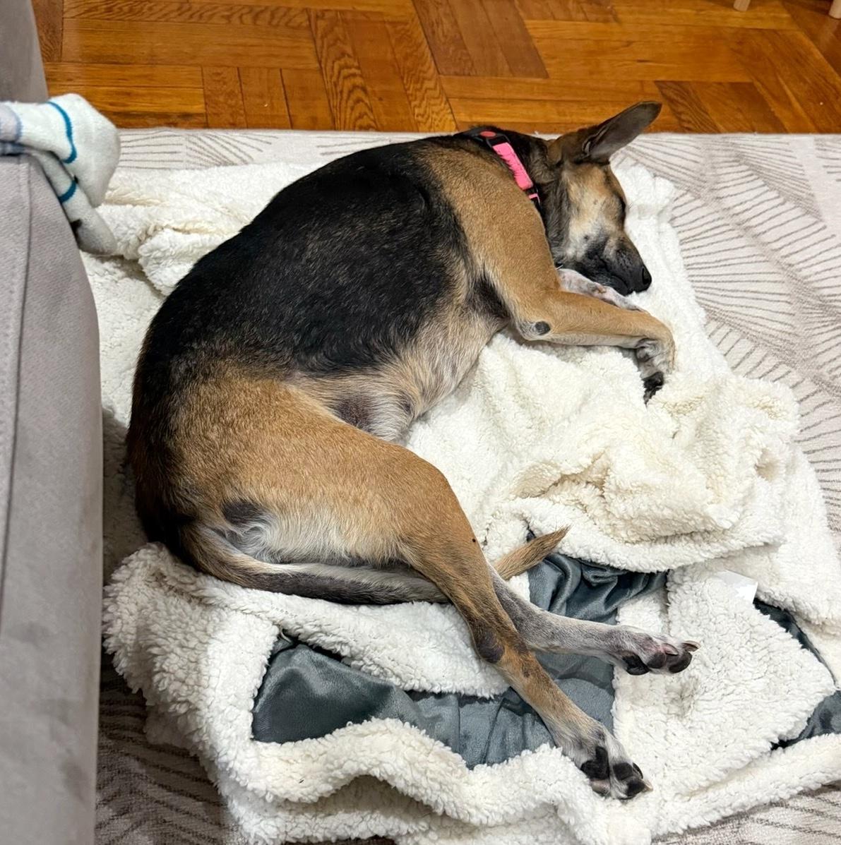 Enlarge Bella, a Adoptable mixed breed in Brooklyn, NY image 5/6