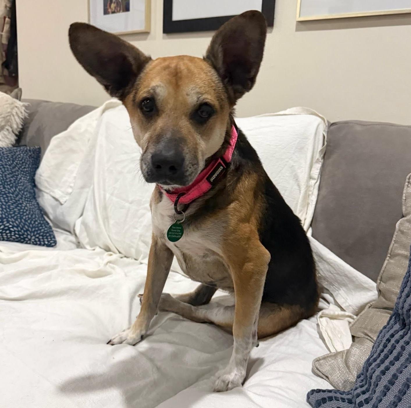 Enlarge Bella, a Adoptable mixed breed in Brooklyn, NY image 6/6