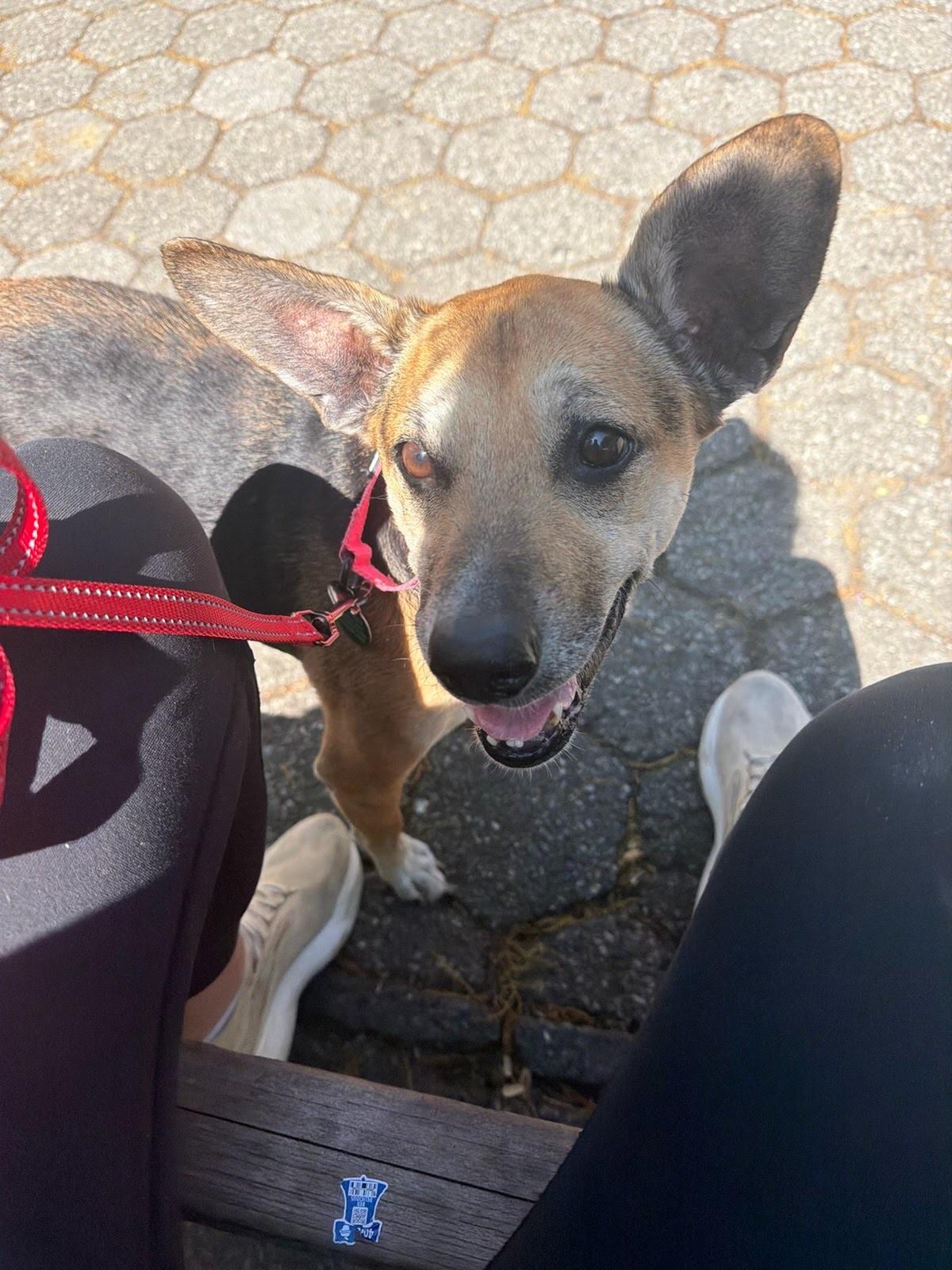 Enlarge Bella, a Adoptable mixed breed in Brooklyn, NY image 2/6