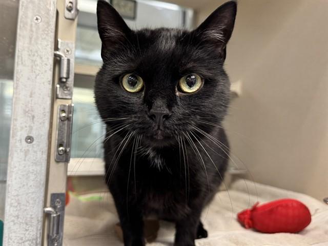 DENISE, Adoptable, Adult Female Domestic Short Hair.