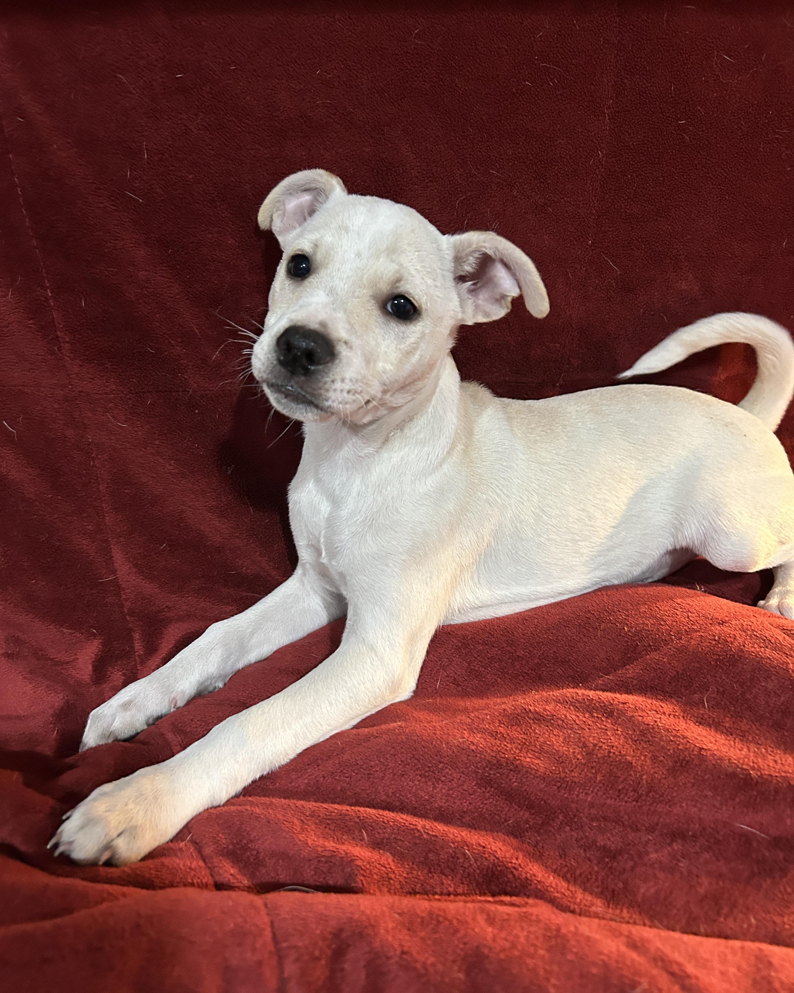 Jeremy, Adoptable, Puppy Male Cairn Terrier.