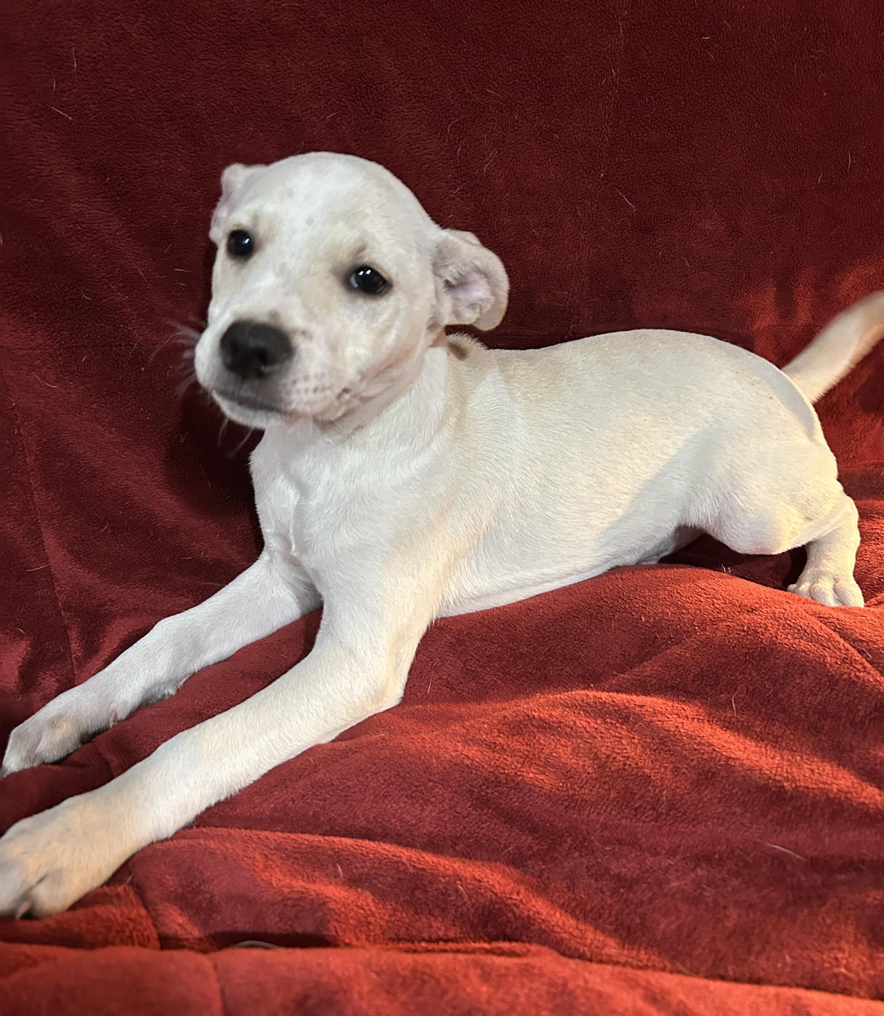 Enlarge Jeremy, a Adoptable mixed breed in Sarasota, FL image 3/6