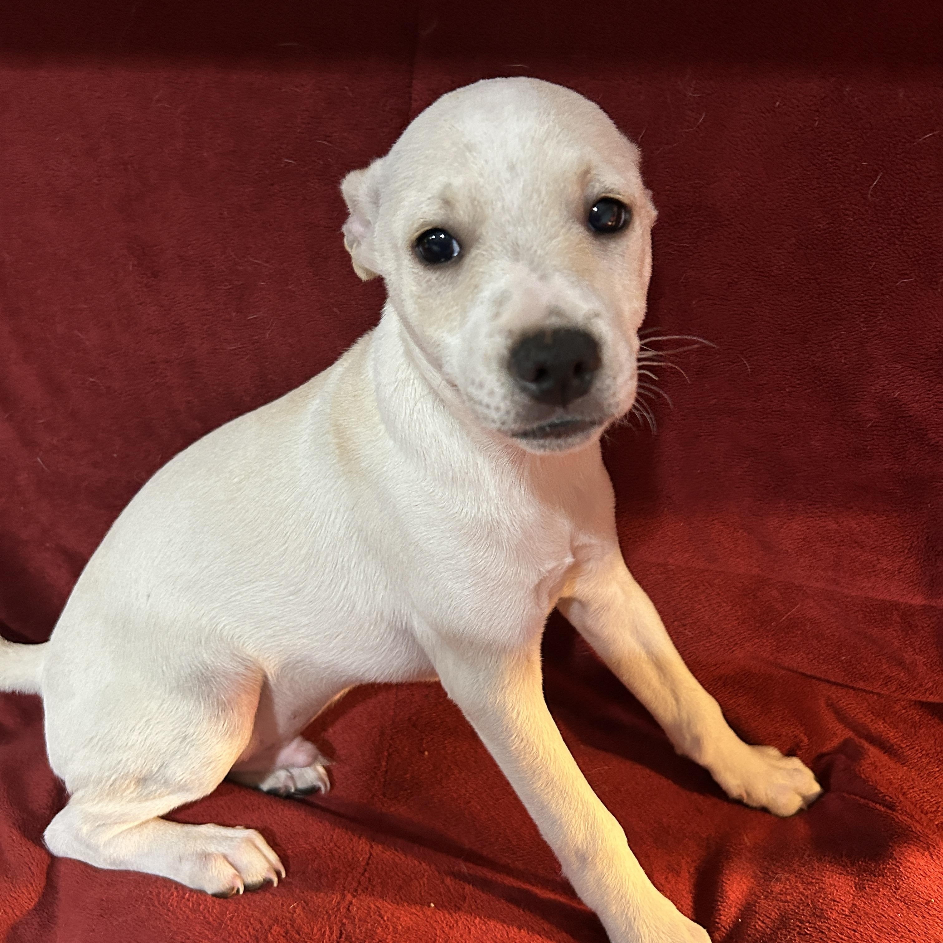 Enlarge Jeremy, a Adoptable mixed breed in Sarasota, FL image 4/6