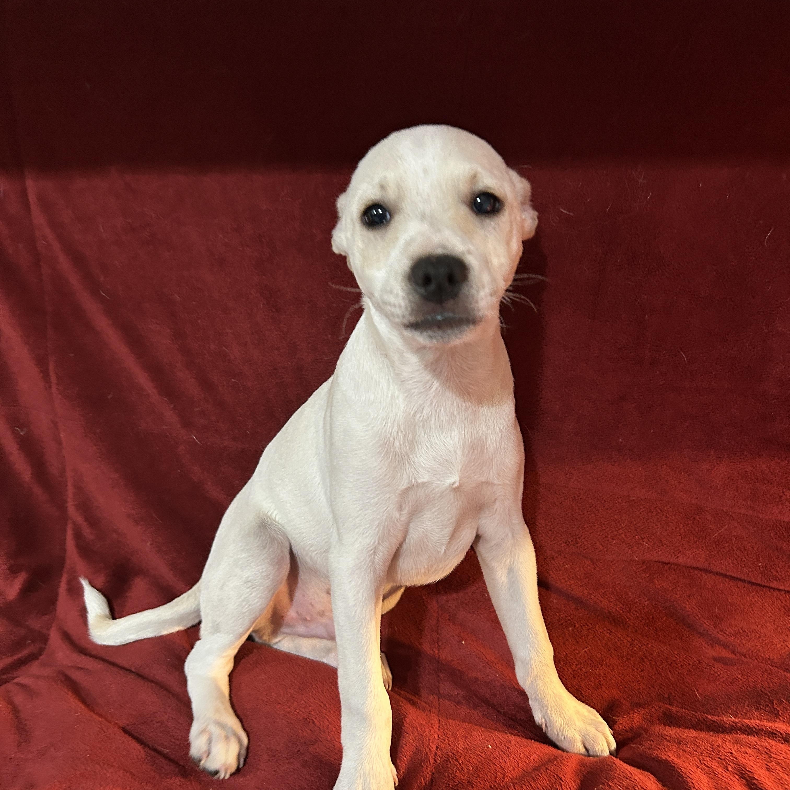 Enlarge Jeremy, a Adoptable mixed breed in Sarasota, FL image 6/6