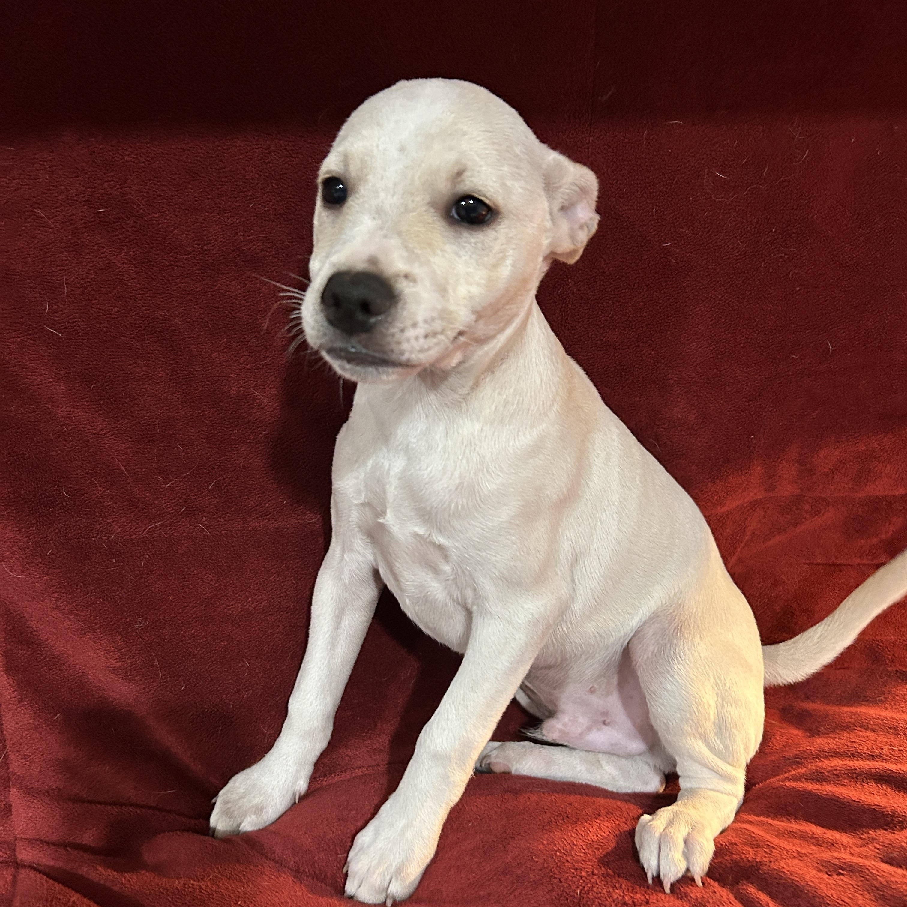 Enlarge Jeremy, a Adoptable mixed breed in Sarasota, FL image 2/6