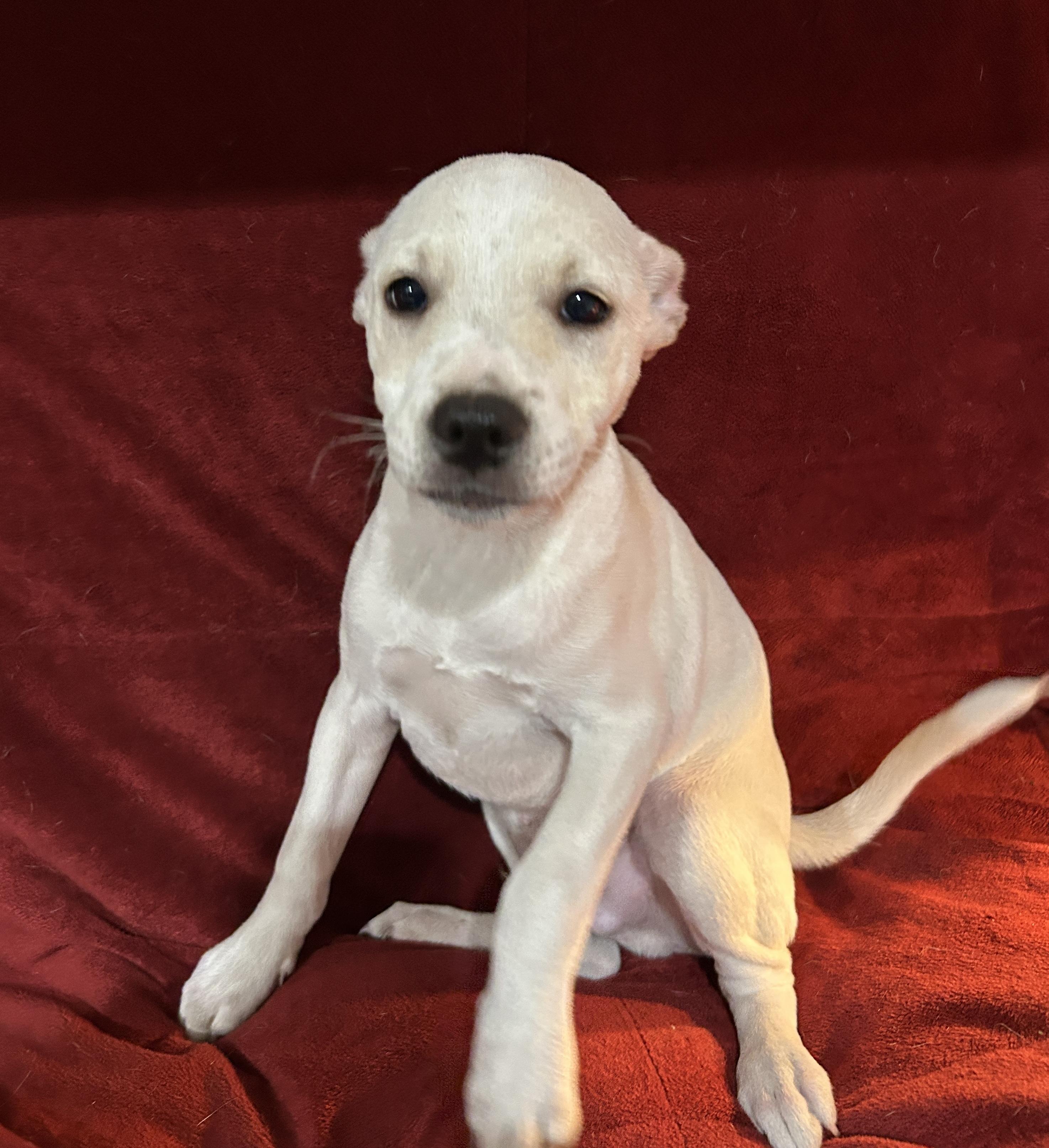 Enlarge Jeremy, a Adoptable mixed breed in Sarasota, FL image 5/6