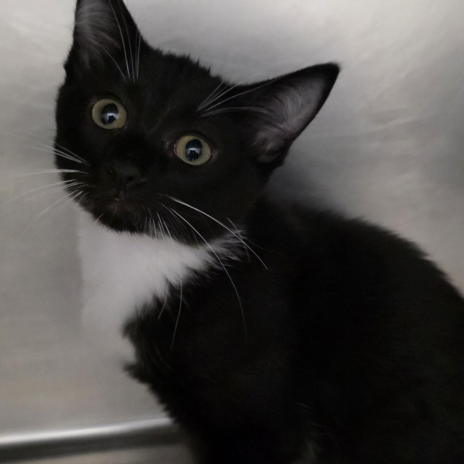 Palanquin, Adoptable, Kitten Male Tuxedo.