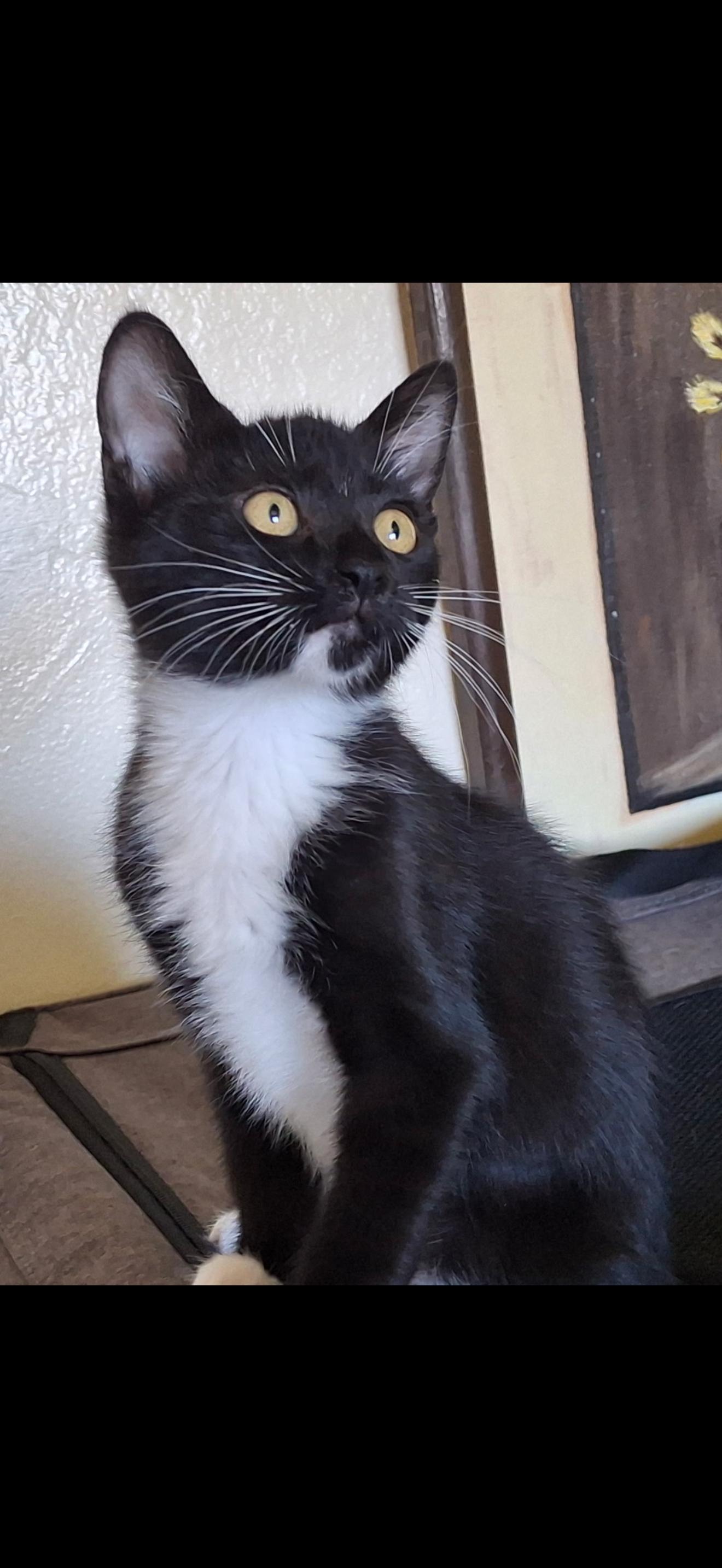Dot, Adopted, Kitten Male Domestic Medium Hair.