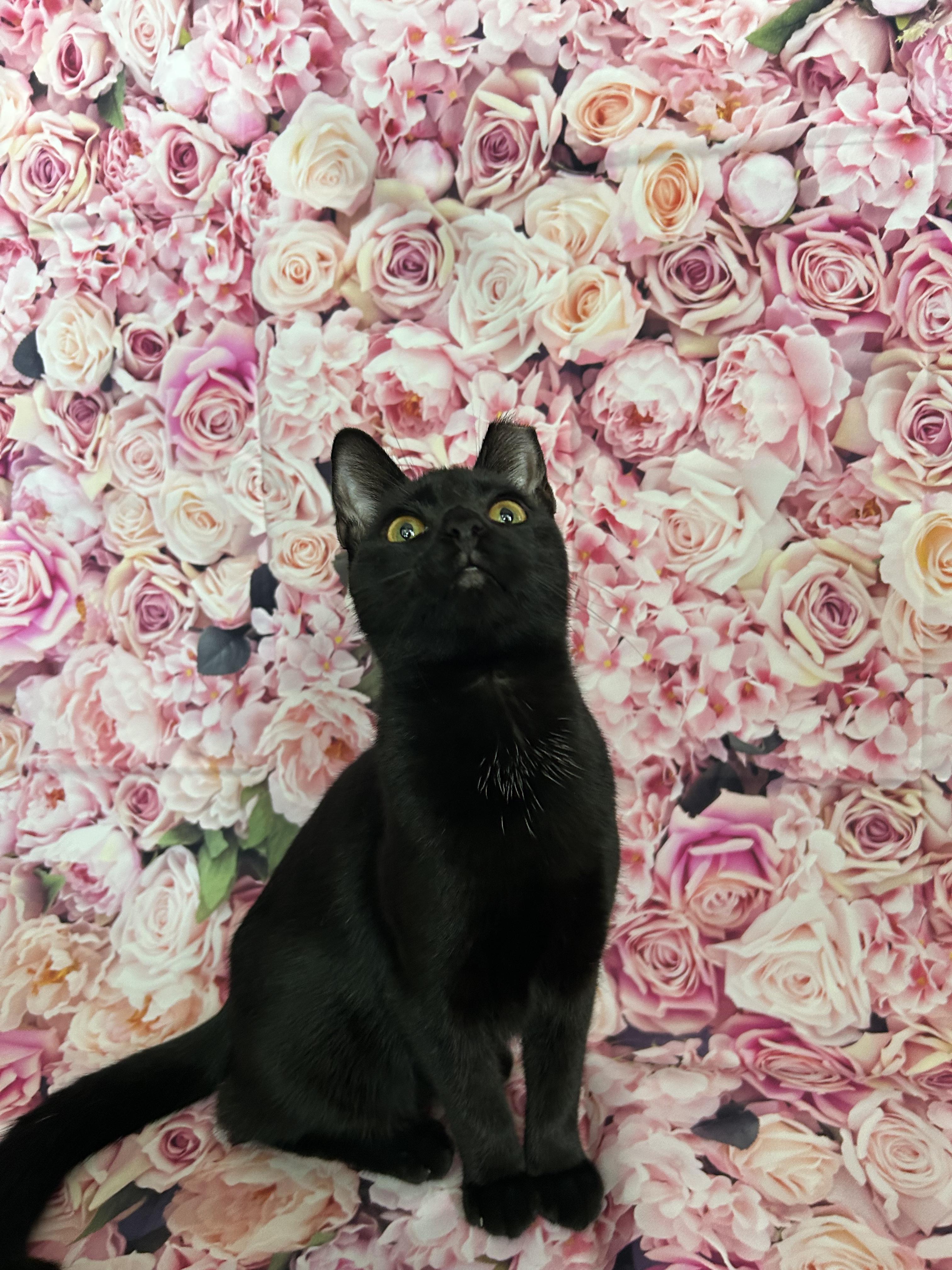 Enlarge Soy, a Adoptable Domestic Short Hair in Webster, TX image 3/4