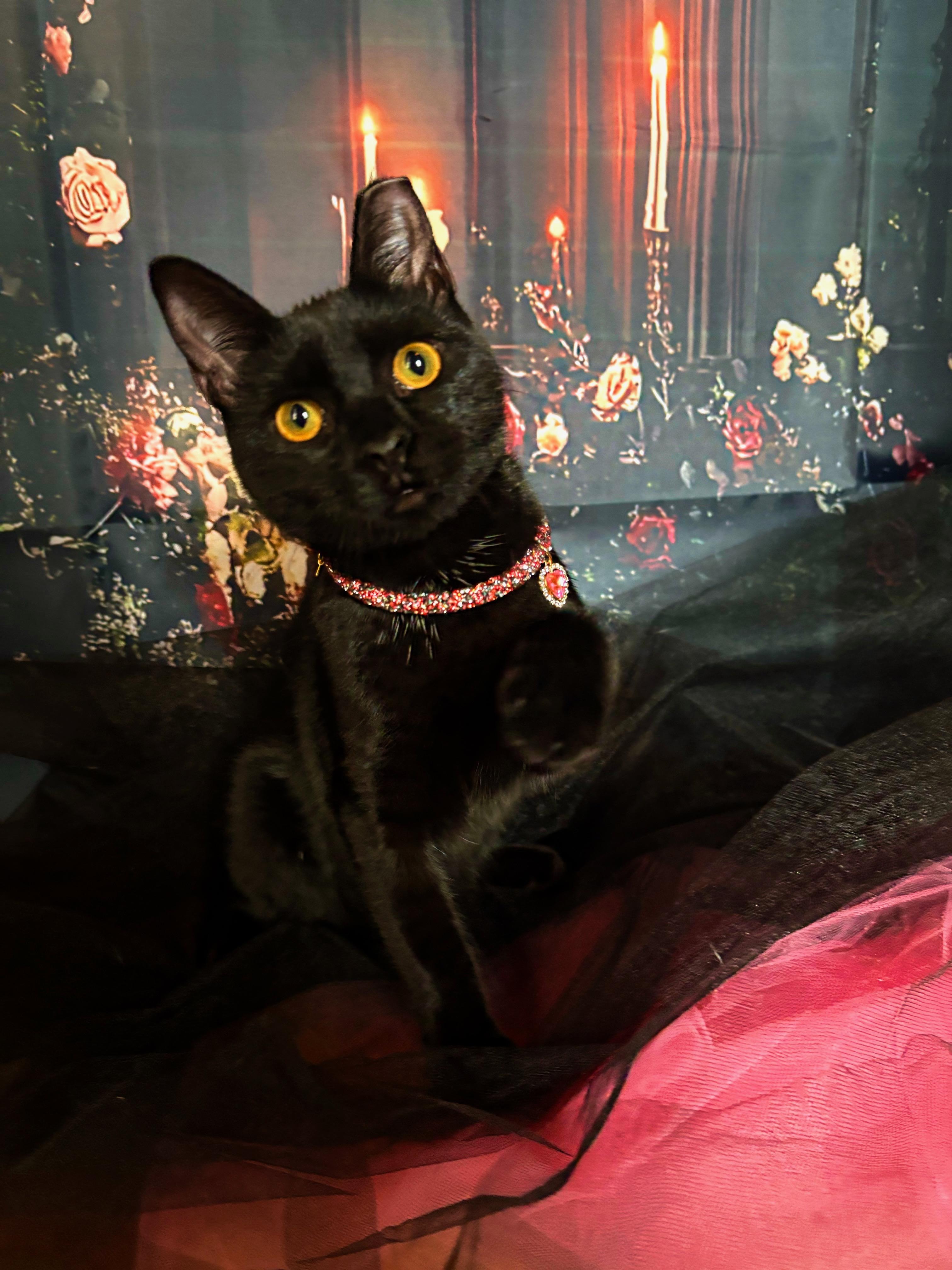 Enlarge Soy, a Adoptable Domestic Short Hair in Webster, TX image 2/4