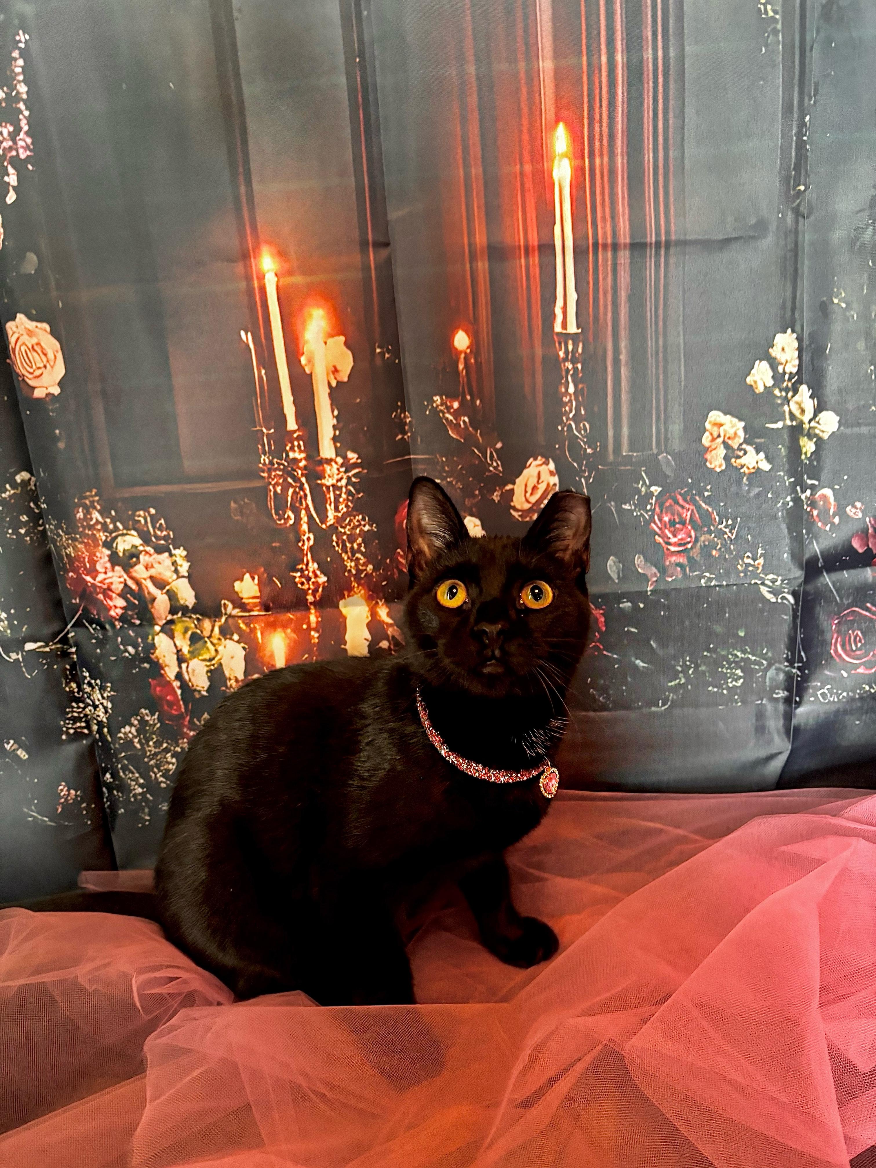 Soy, Adoptable, Kitten Male Domestic Short Hair.