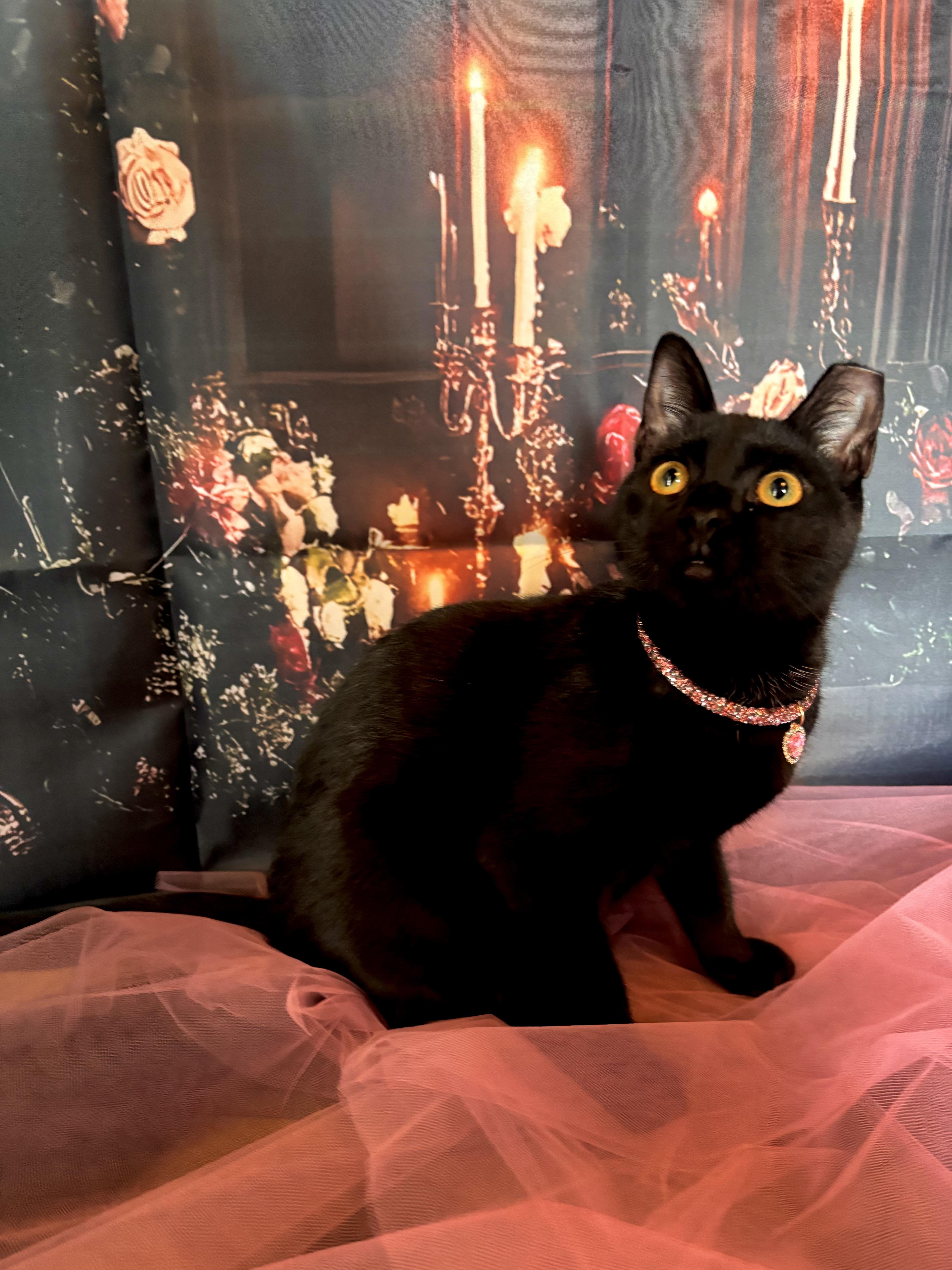 Enlarge Soy, a Adoptable Domestic Short Hair in Webster, TX image 4/4