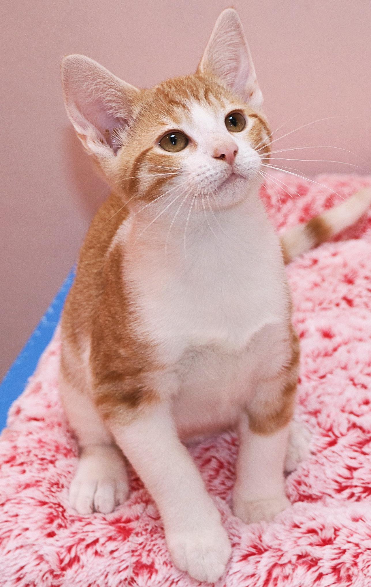 Grapefruit, an adopted Domestic Short Hair in Cincinnati, OH image 2/3