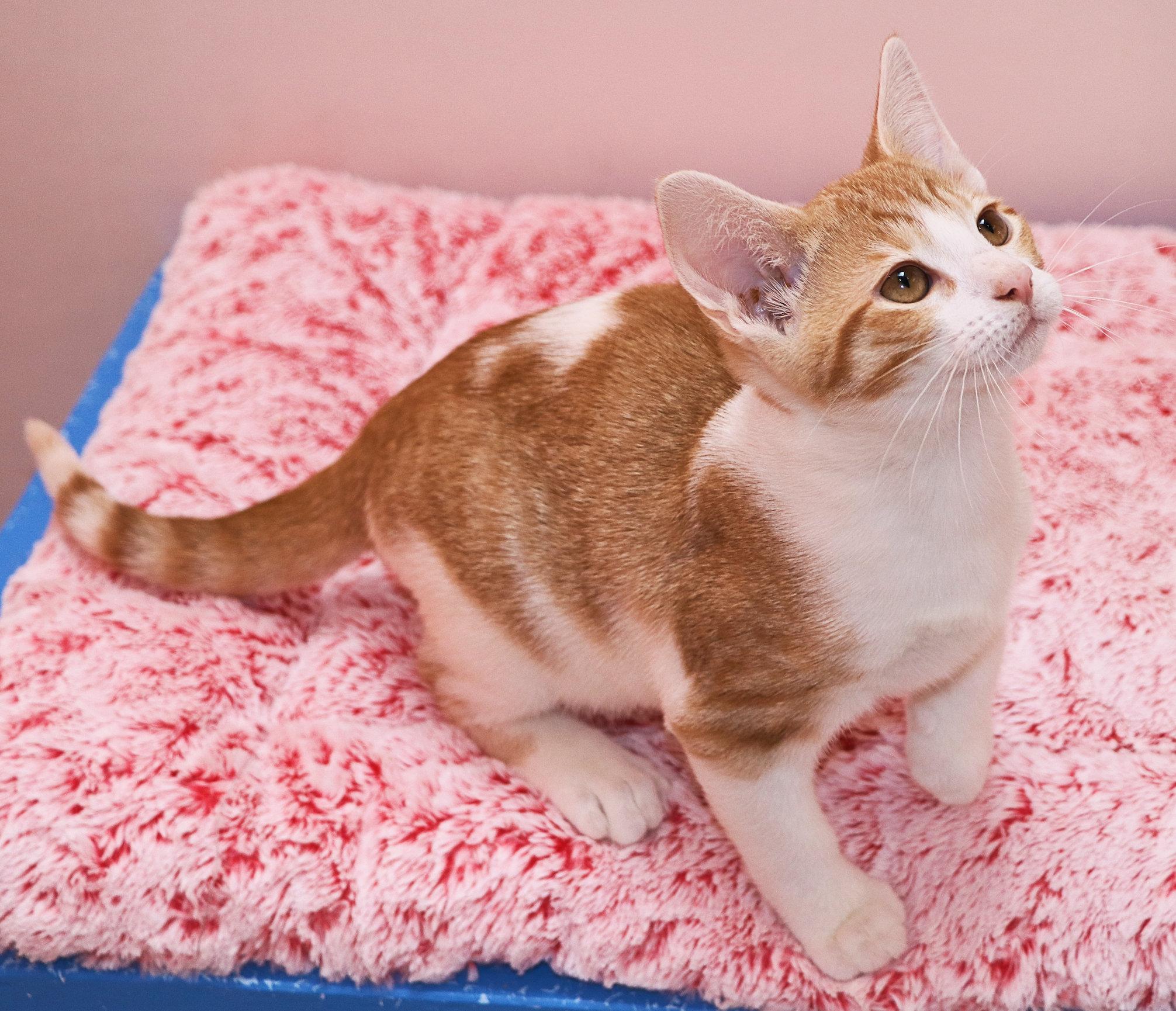 Grapefruit, an adopted Domestic Short Hair in Cincinnati, OH image 3/3