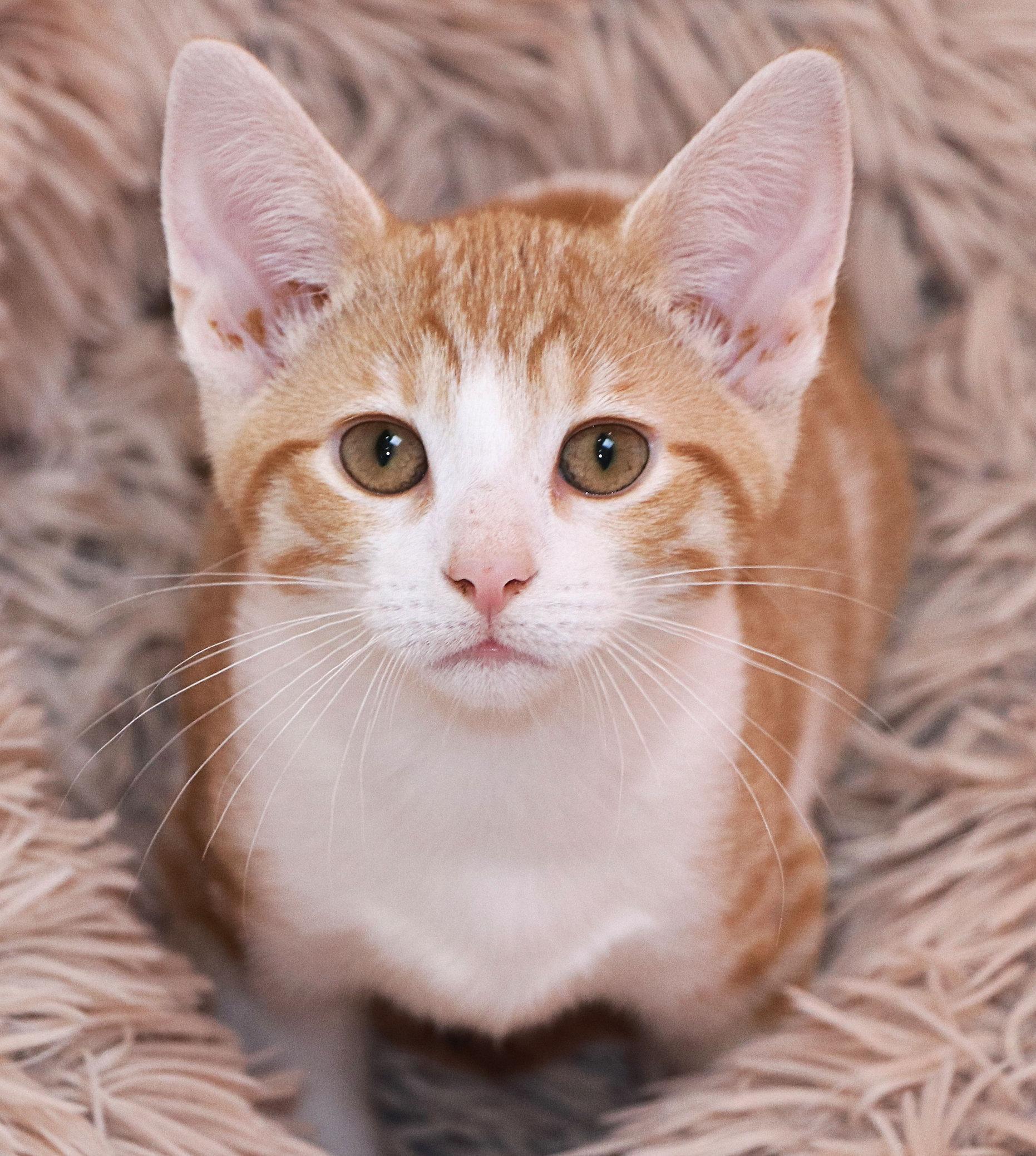 Grapefruit, an adopted Domestic Short Hair in Cincinnati, OH image 1/3