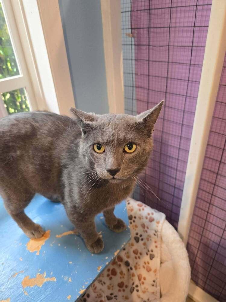Zuko, Adoptable, Adult Male Domestic Short Hair.