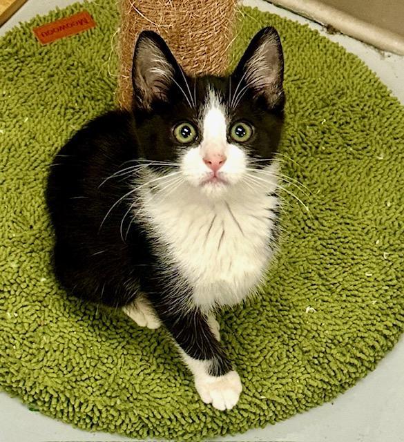 Enlarge Ellie, a Adoptable Domestic Short Hair in West Hills, CA image 1/3