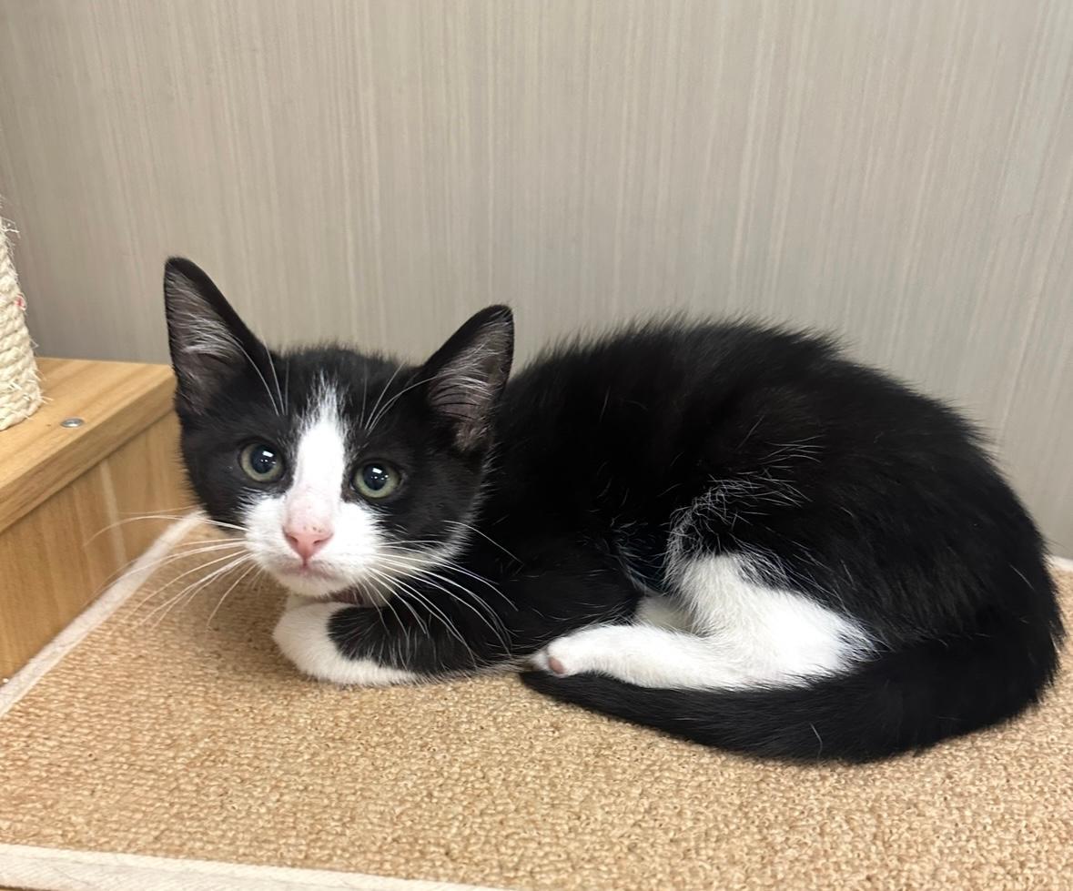 Enlarge Ellie, a Adoptable Domestic Short Hair in West Hills, CA image 2/3