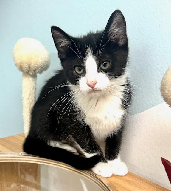 Enlarge Ellie, a Adoptable Domestic Short Hair in West Hills, CA image 3/3