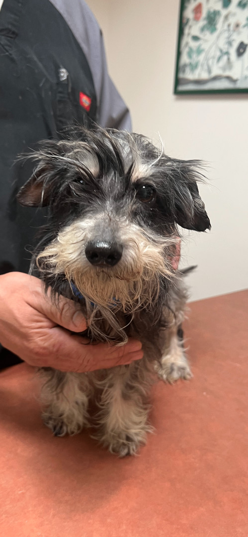 Enlarge Summer, a Adoptable mixed breed in Los Angeles, CA image 1/4