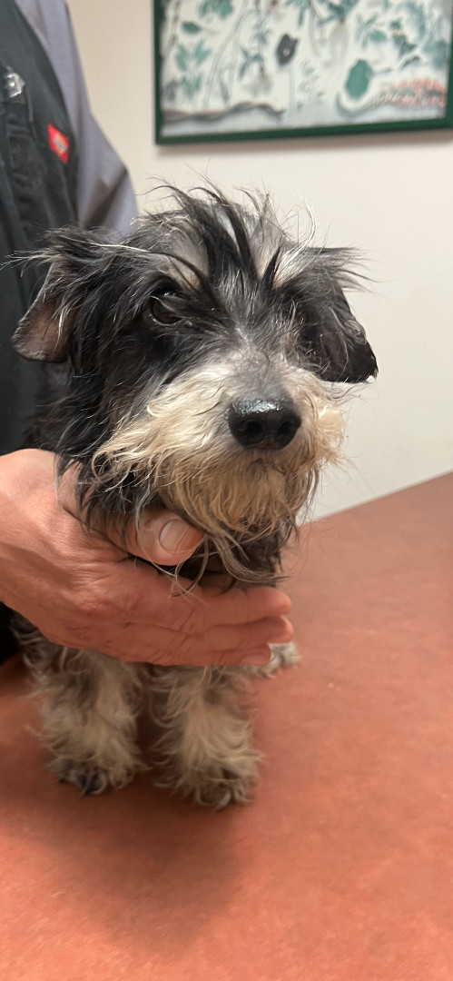 Enlarge Summer, a Adoptable mixed breed in Los Angeles, CA image 2/4