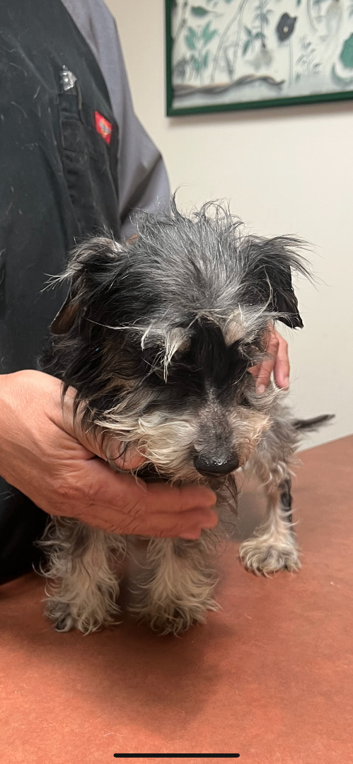 Enlarge Summer, a Adoptable mixed breed in Los Angeles, CA image 3/4