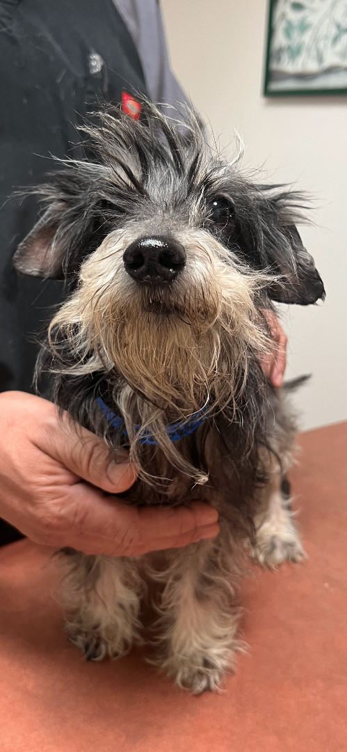 Enlarge Summer, a Adoptable mixed breed in Los Angeles, CA image 4/4