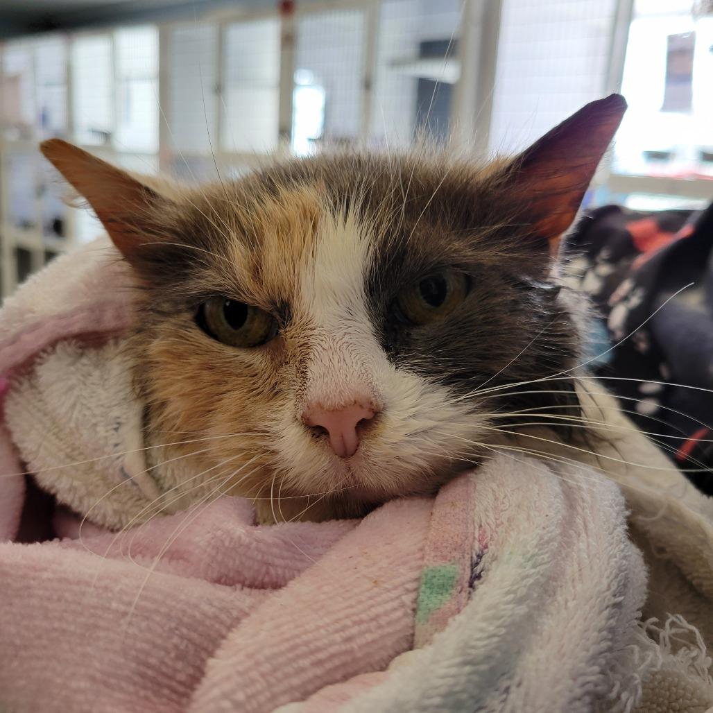 Enlarge Molly, a Adoptable Domestic Long Hair in Ruckersville, VA image 2/2