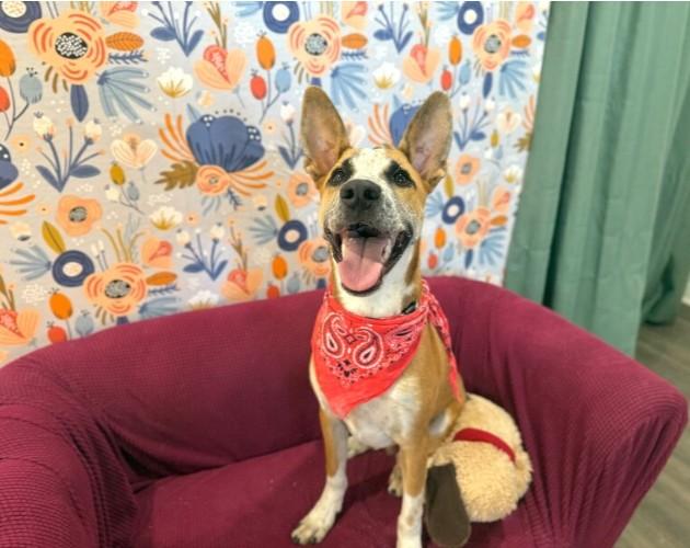 Enlarge Speckled Beans, a Adoptable mixed breed in Hartford, CT image 1/6