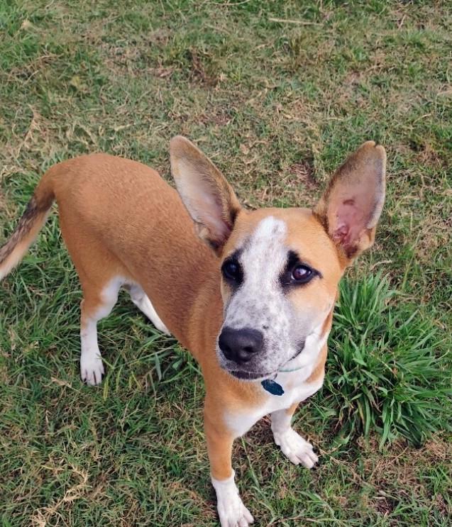 Enlarge Speckled Beans, a Adoptable mixed breed in Hartford, CT image 2/6