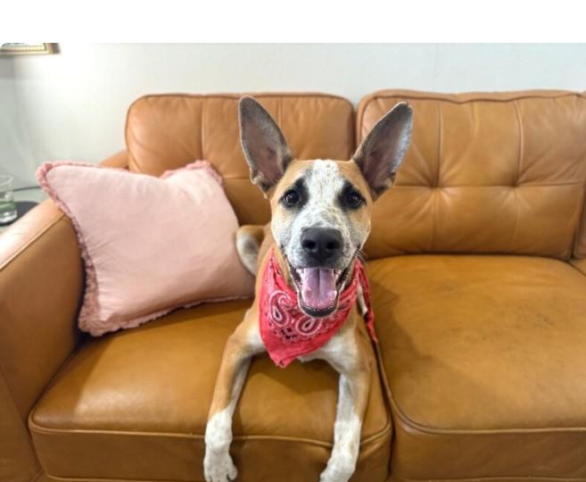 Enlarge Speckled Beans, a Adoptable mixed breed in Hartford, CT image 3/6