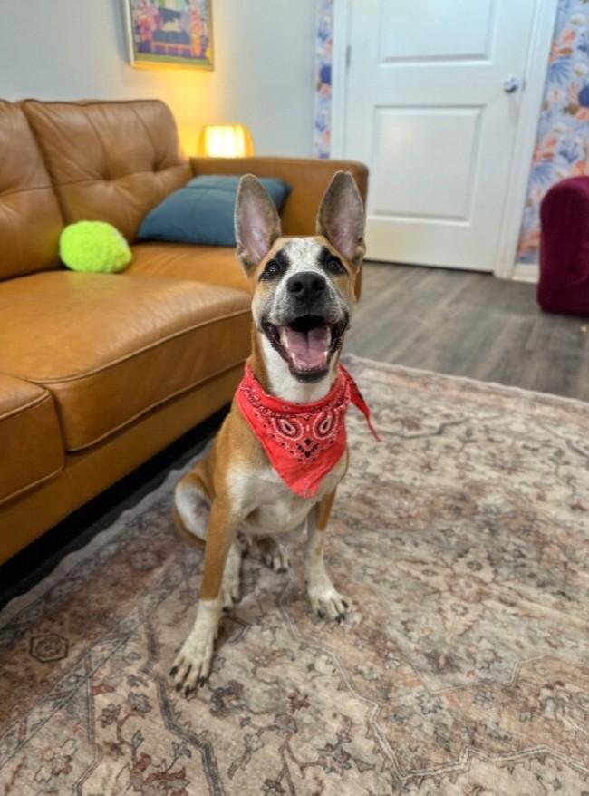Enlarge Speckled Beans, a Adoptable mixed breed in Hartford, CT image 4/6
