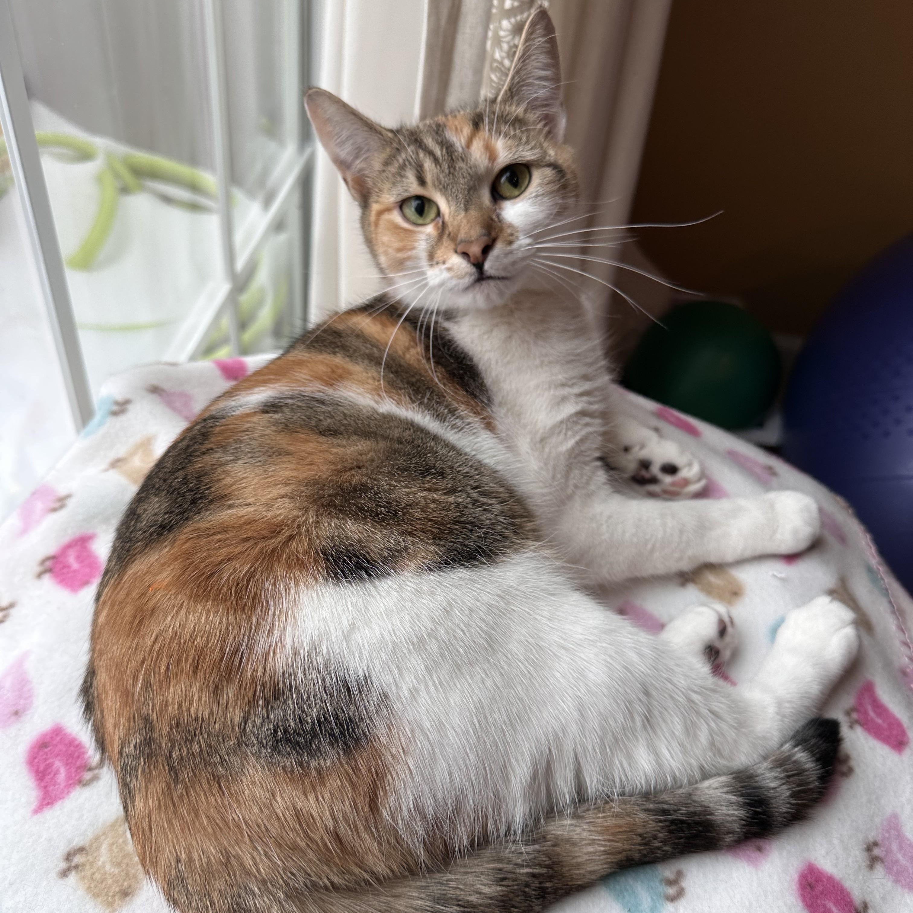 Enlarge Poppins, an adopted mixed breed in Woodbury, NJ image 5/6