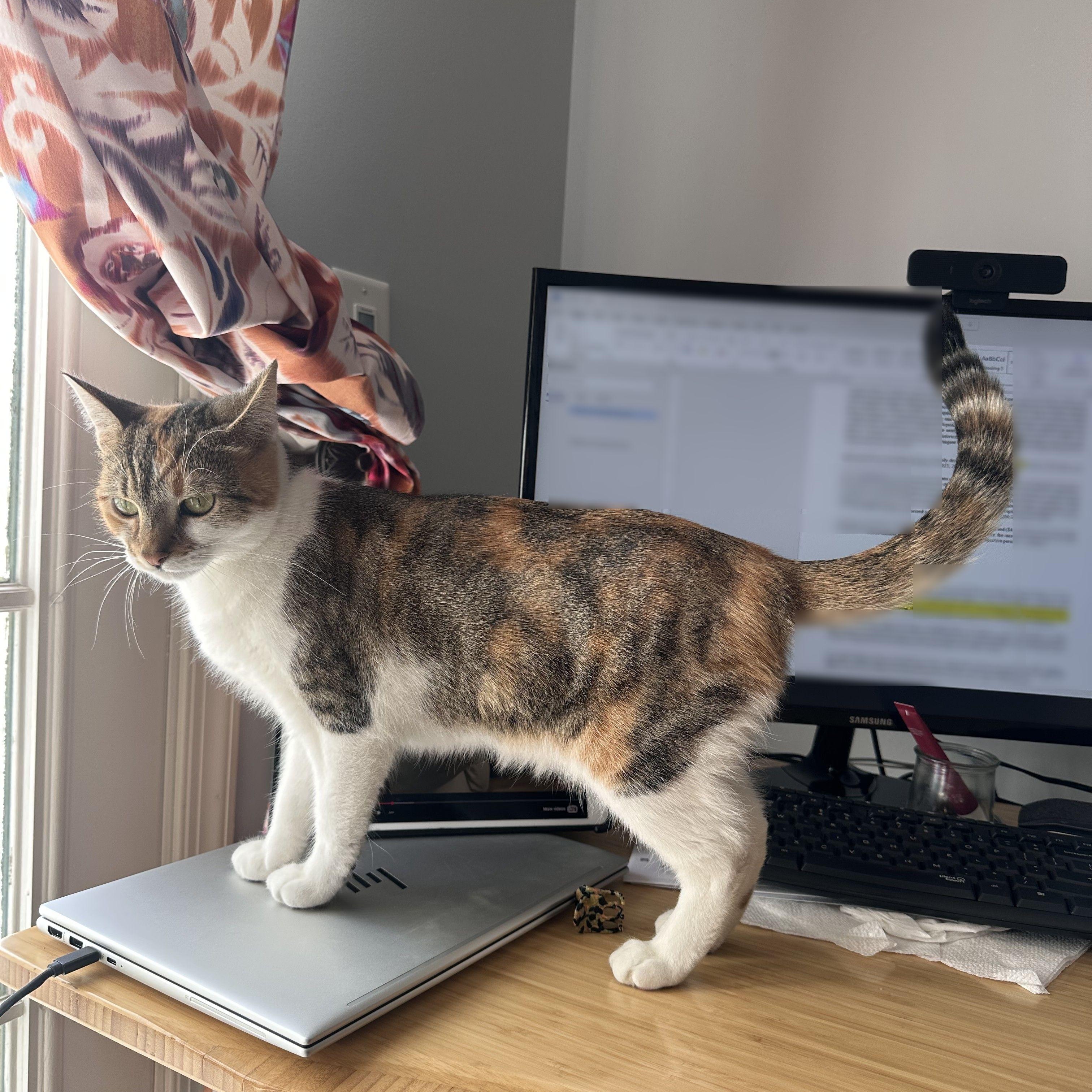 Enlarge Poppins, an adopted mixed breed in Woodbury, NJ image 4/6