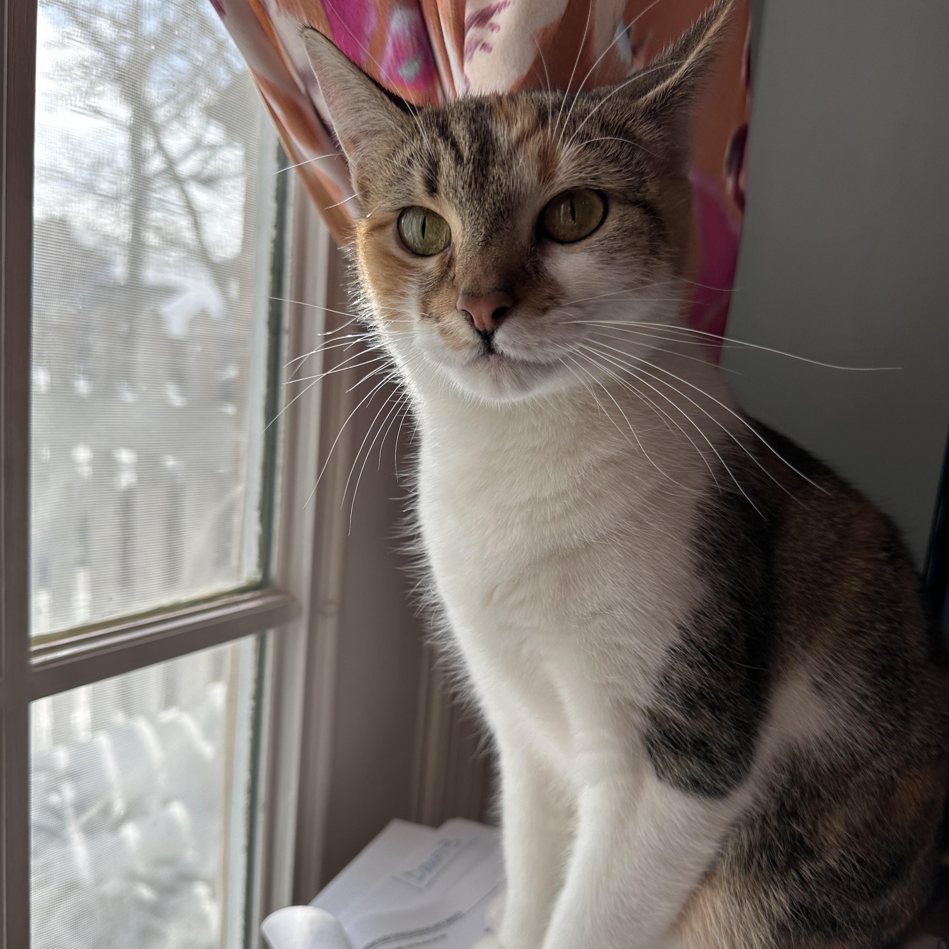 Enlarge Poppins, an adopted mixed breed in Woodbury, NJ image 2/6