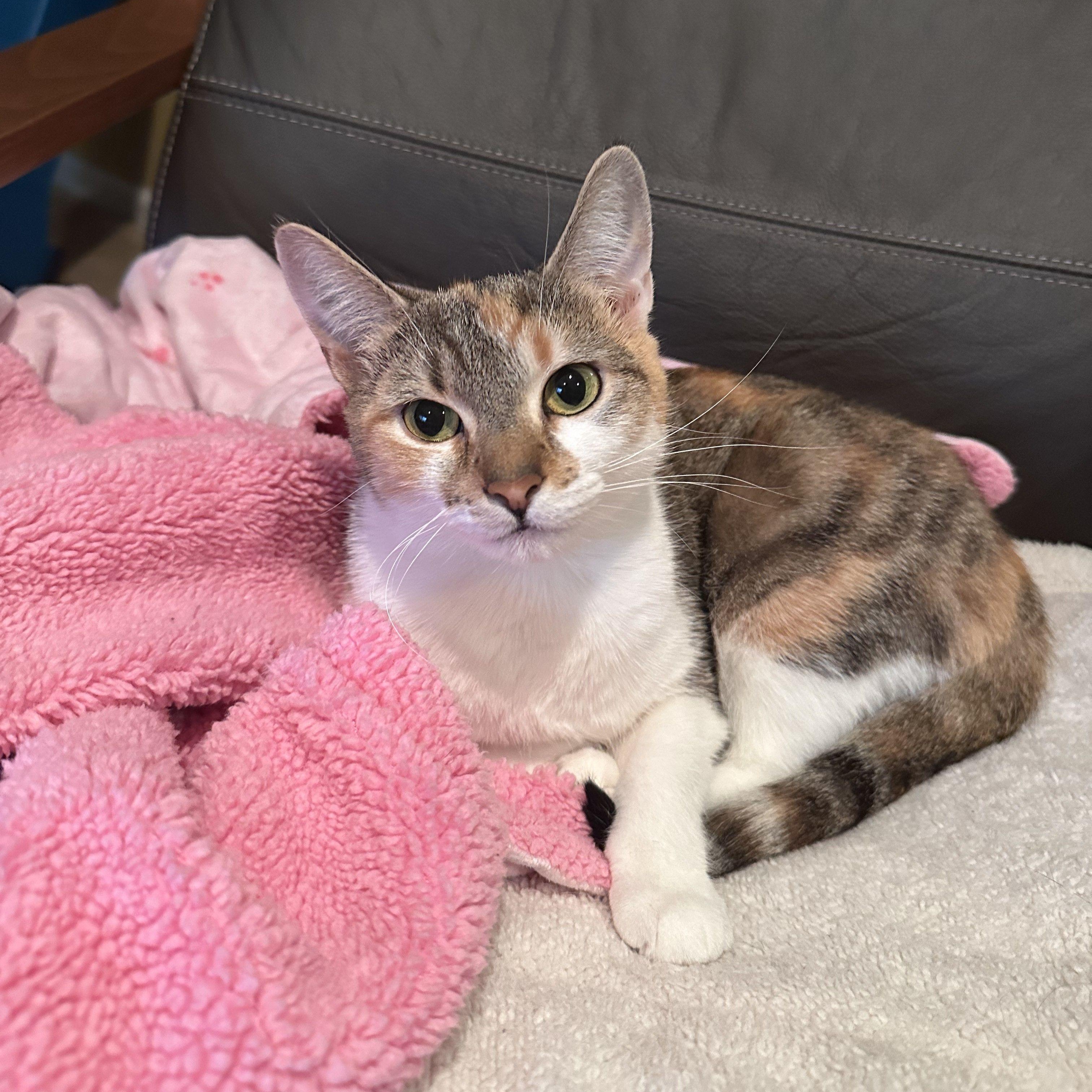 Enlarge Poppins, an adopted mixed breed in Woodbury, NJ image 1/6