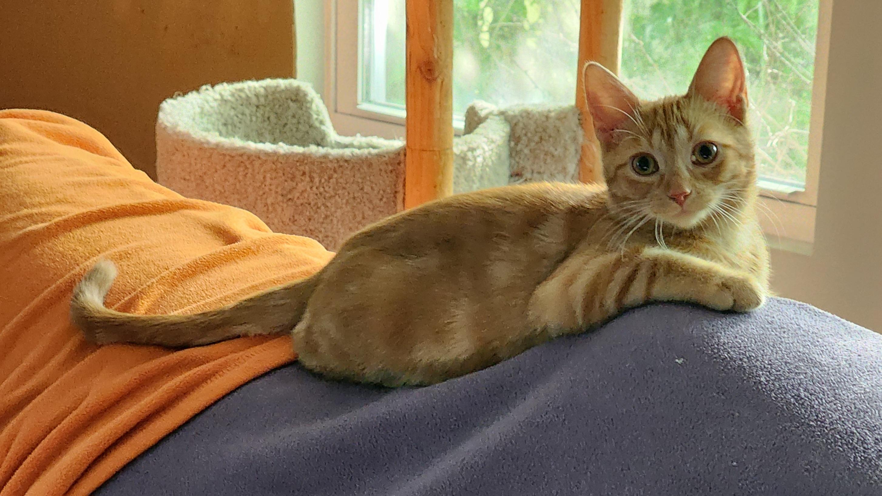 Cherry, a Adoptable Domestic Short Hair in Houghton Lake, MI image 1/3