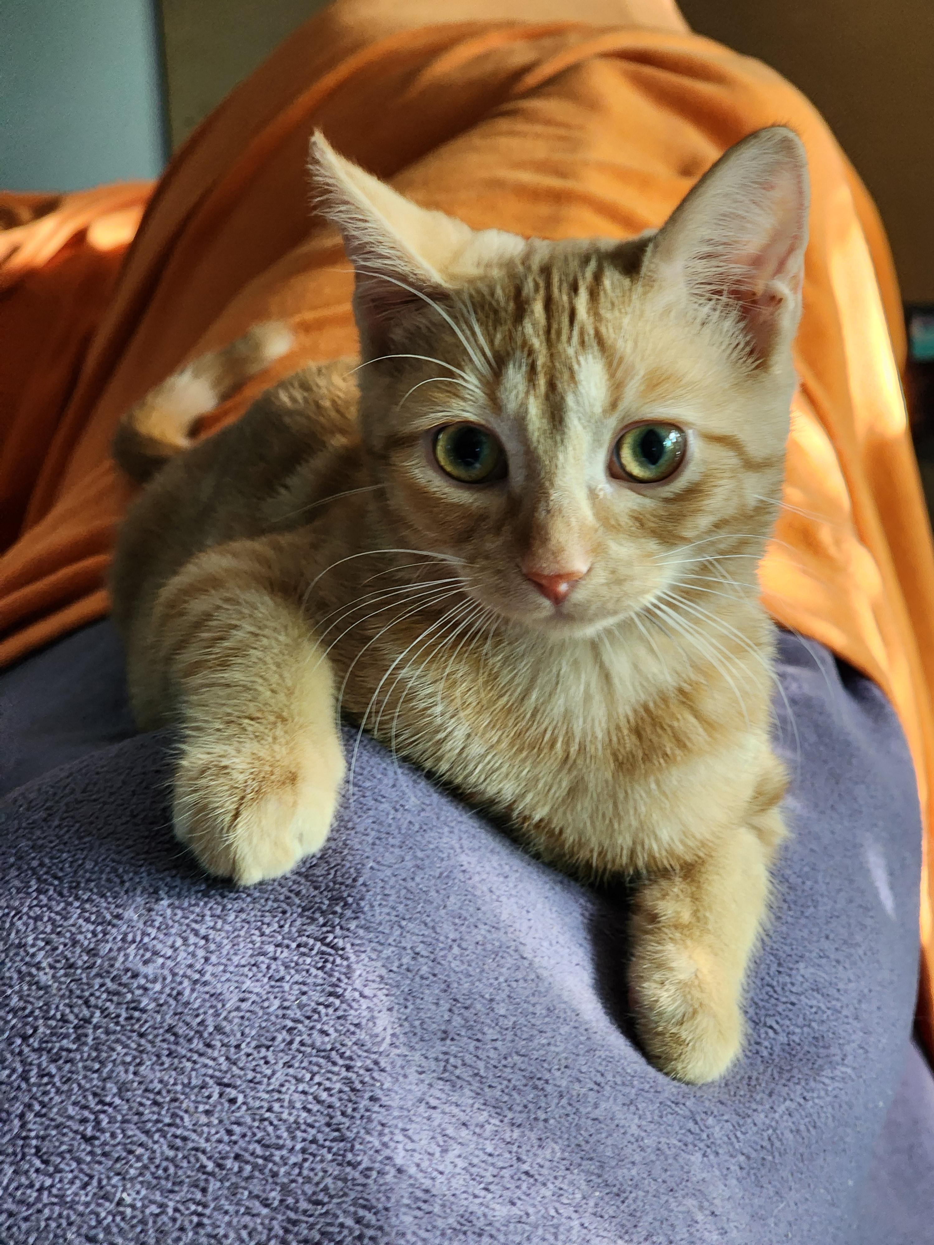Cherry, a Adoptable Domestic Short Hair in Houghton Lake, MI image 3/3