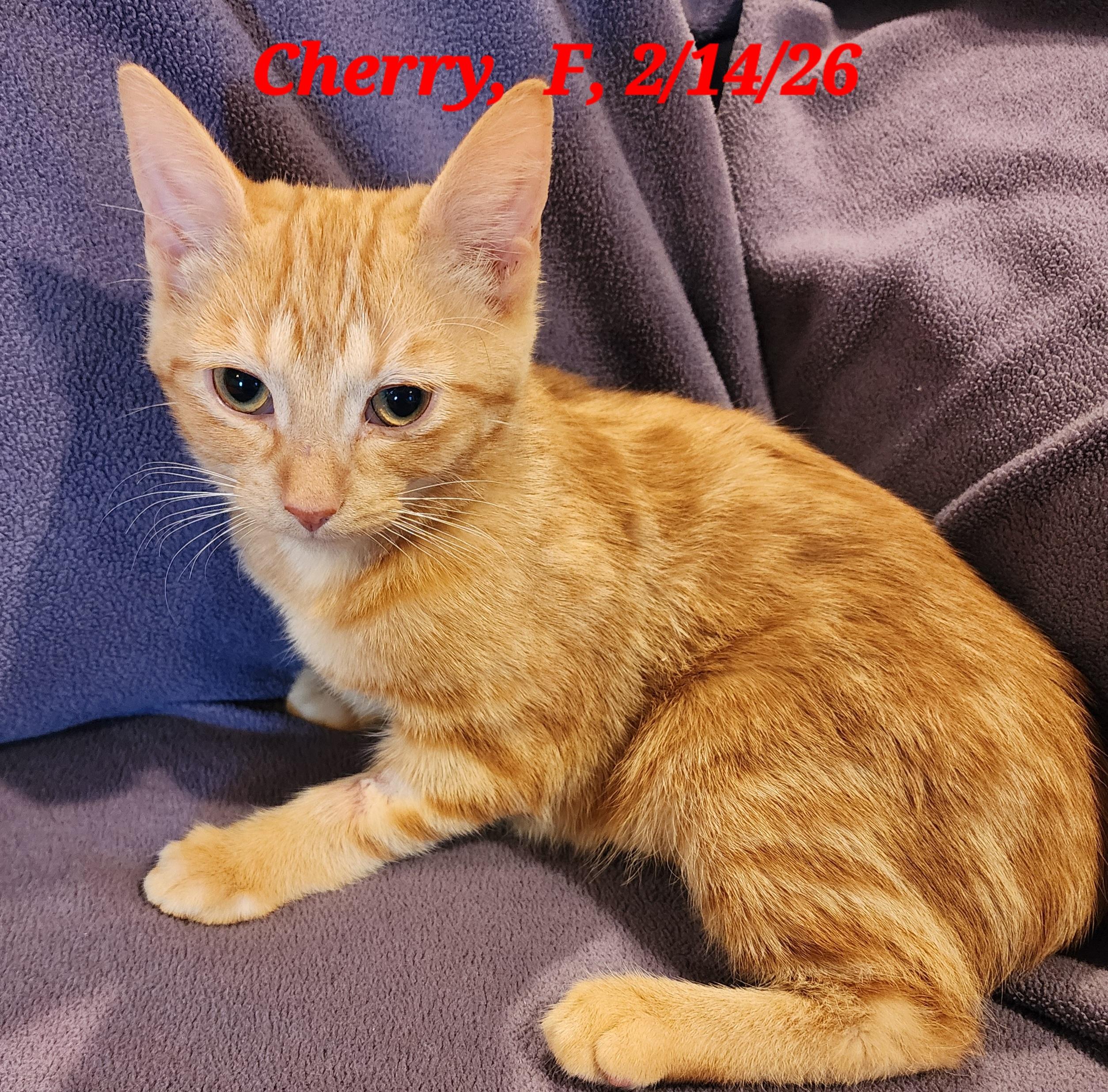 Cherry, a Adoptable Domestic Short Hair in Houghton Lake, MI image 2/3