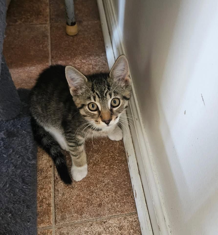 Enlarge Syrup, a Adoptable Domestic Short Hair in Penndel, PA image 1/3