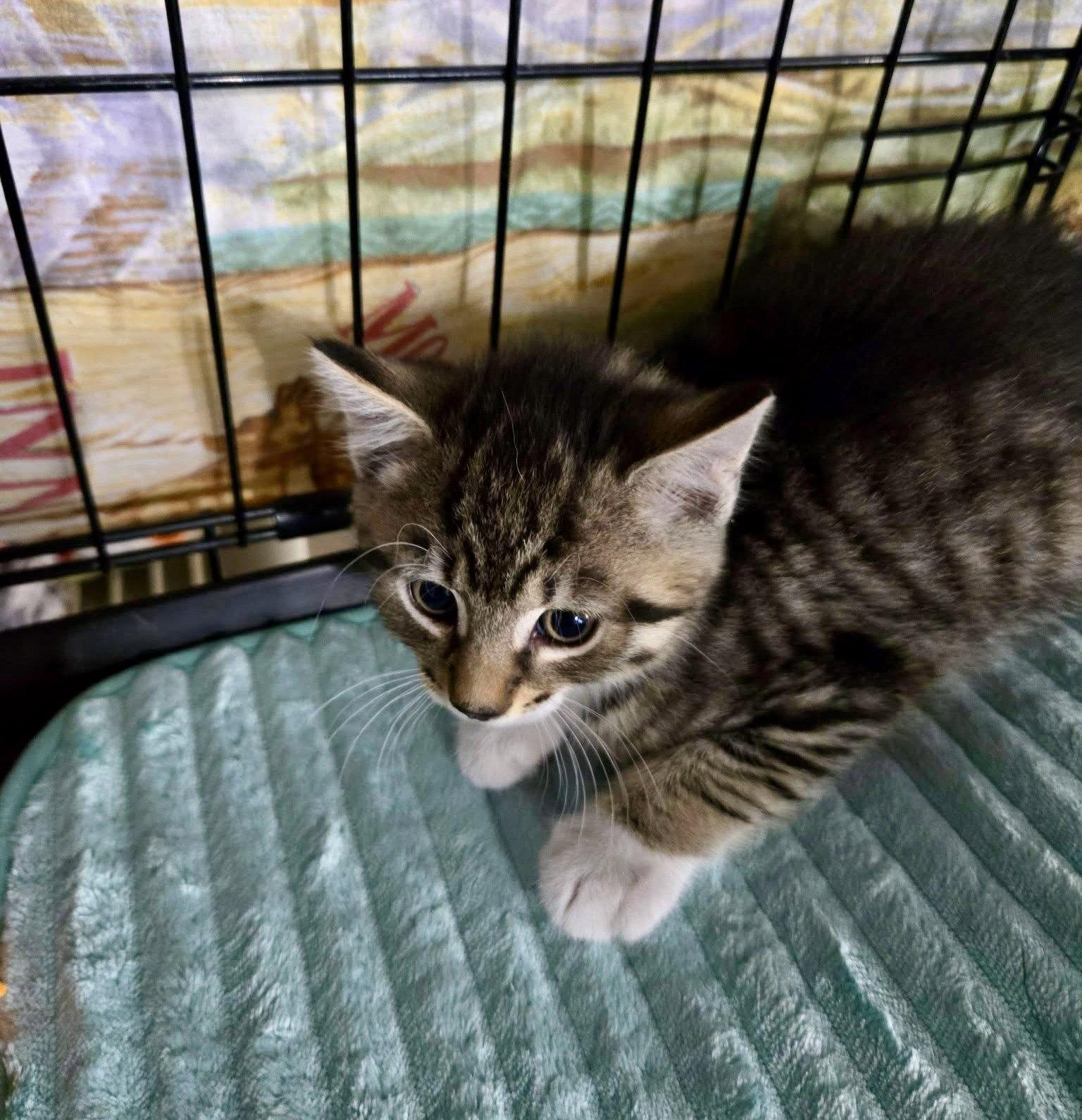 Syrup, a Adoptable Domestic Short Hair in Penndel, PA image 1/3