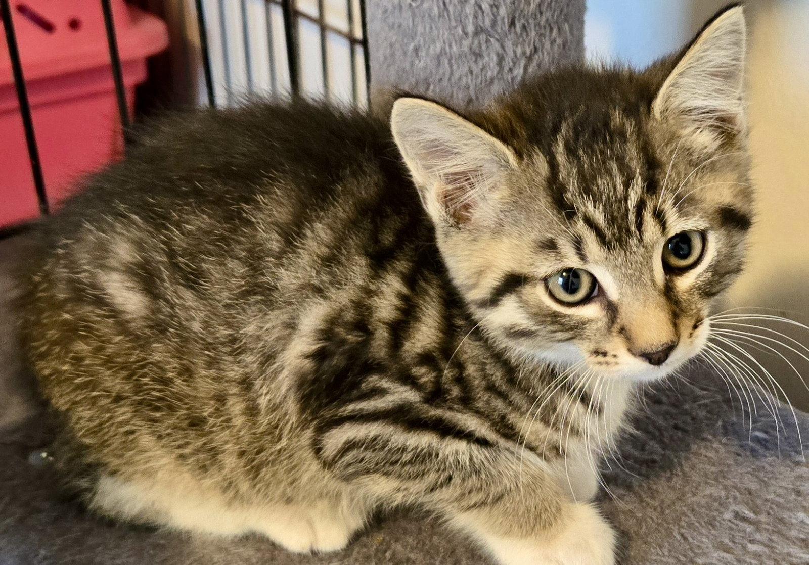 Syrup, a Adoptable Domestic Short Hair in Penndel, PA image 2/3