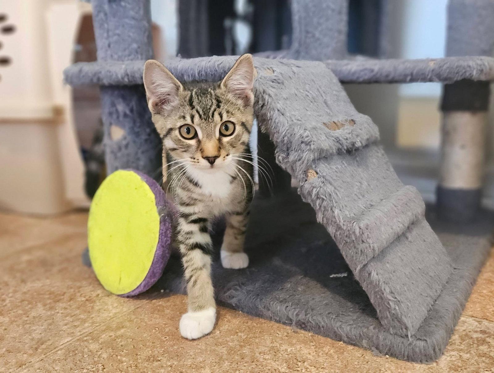 Syrup, Adoptable, Kitten Male Domestic Short Hair.