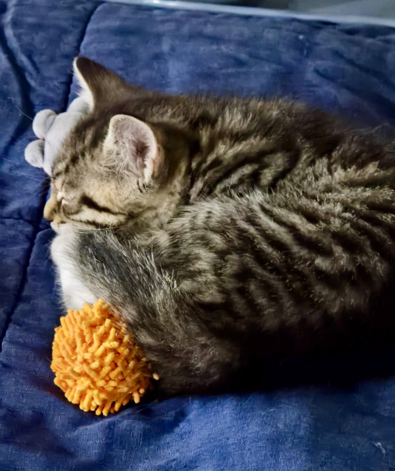 Syrup, a Adoptable Domestic Short Hair in Penndel, PA image 3/3