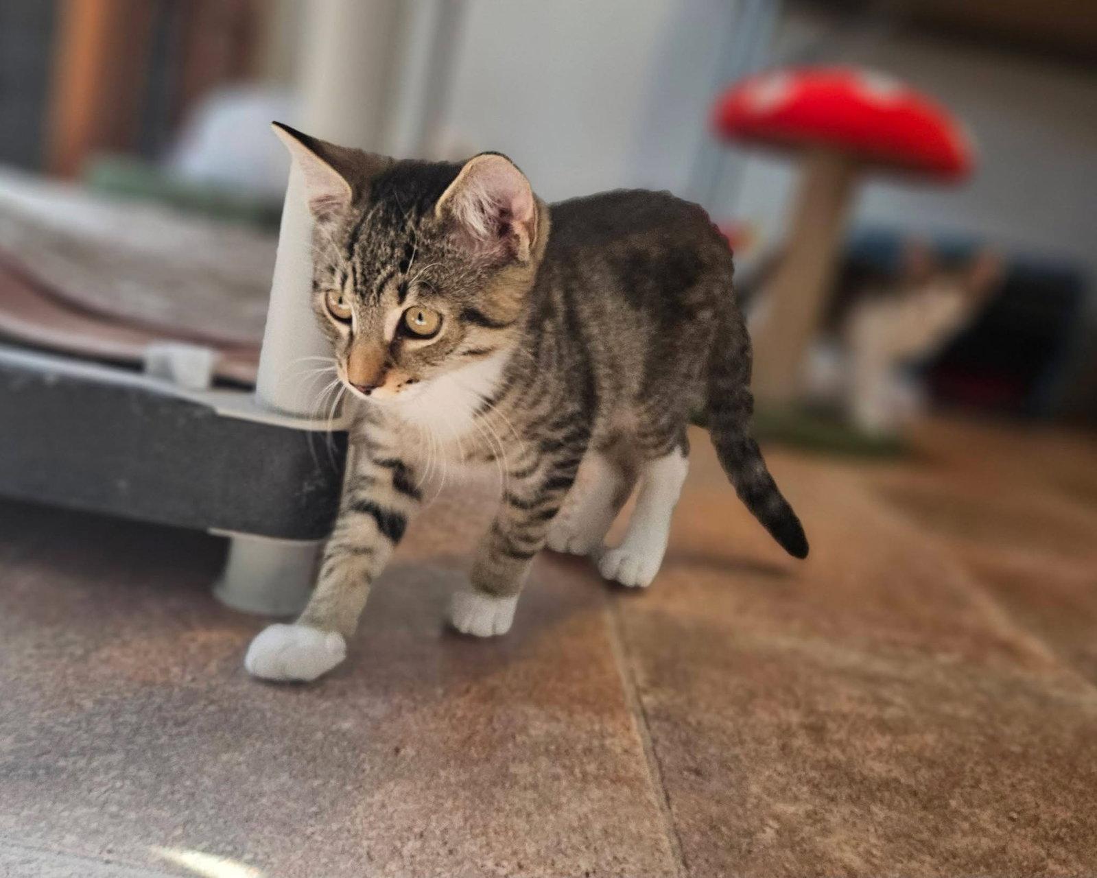 Enlarge Syrup, a Adoptable Domestic Short Hair in Penndel, PA image 3/3