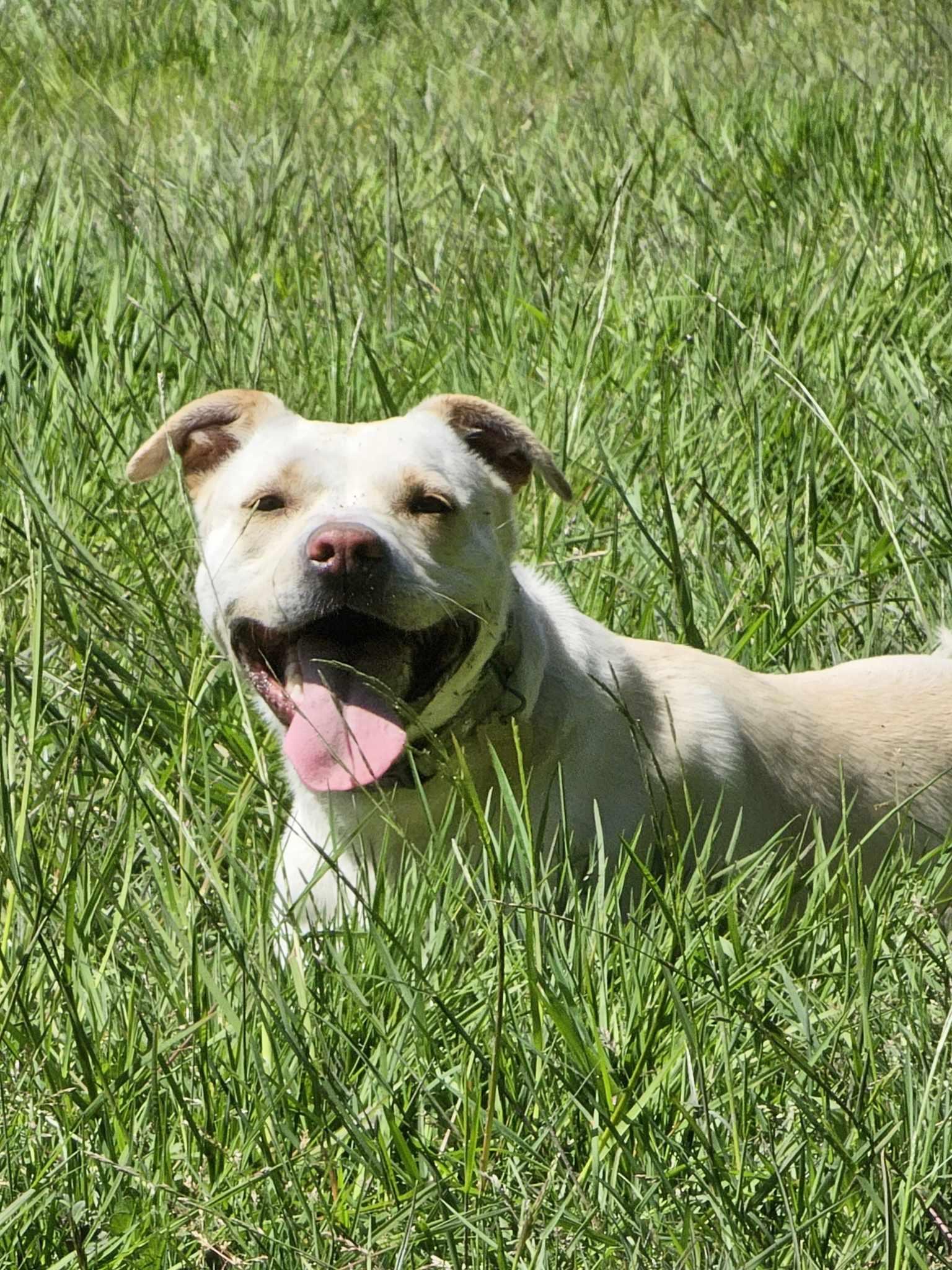Mags, an adoptable Pit Bull Terrier in Crescent city, CA, 95531 | Photo Image 1