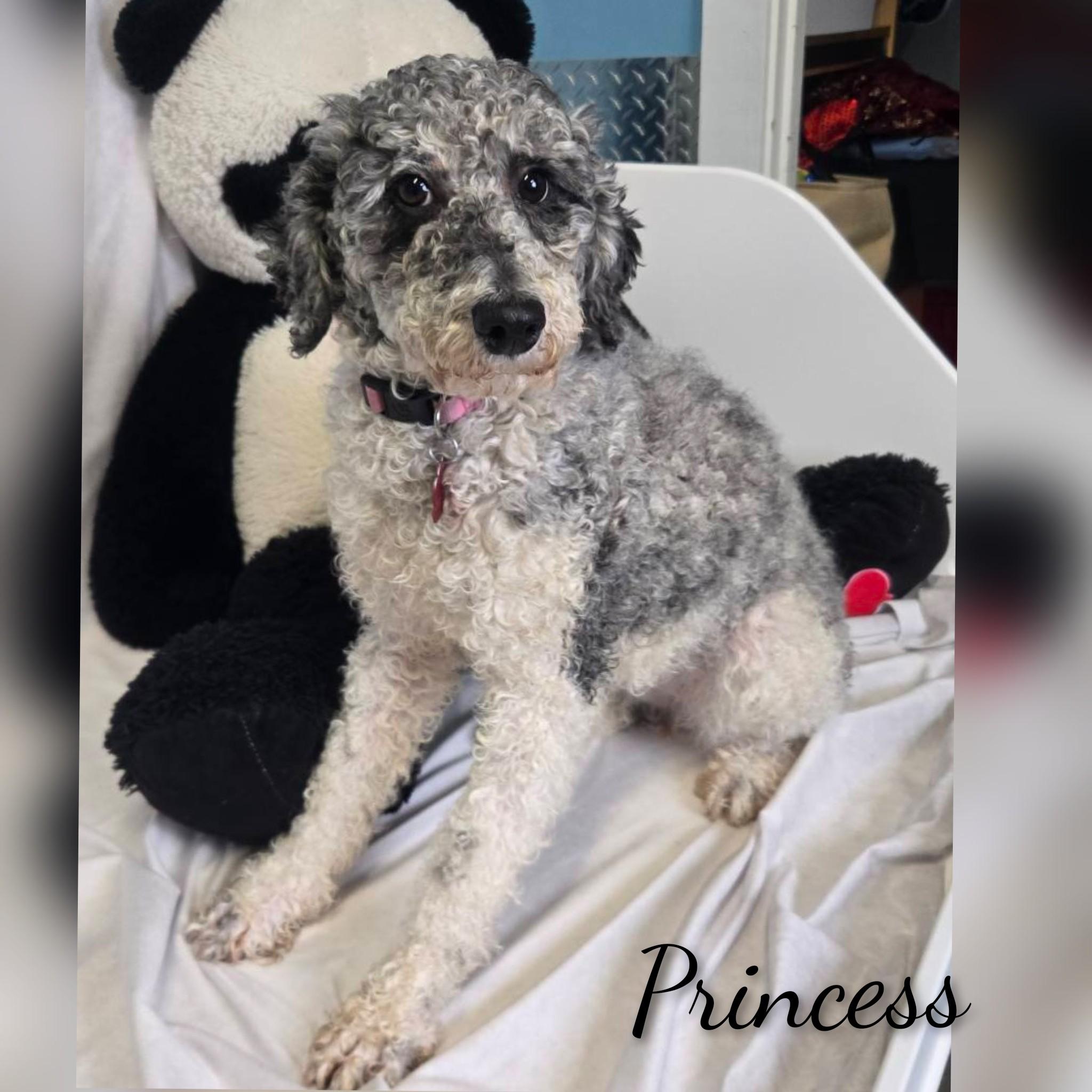 Enlarge Princess , a ADOPTABLE Poodle in Fredericksburg, VA image 5/6