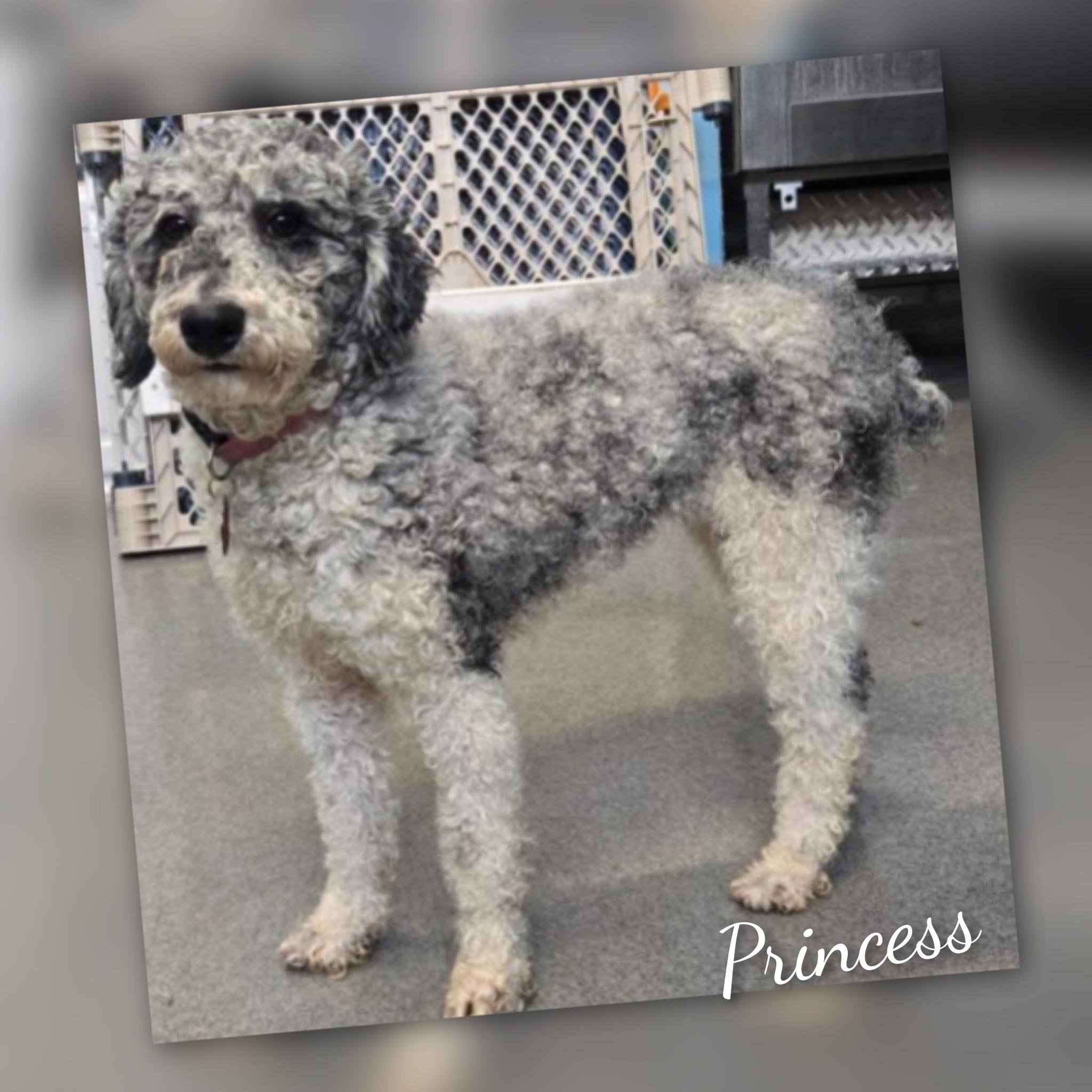 Enlarge Princess , a ADOPTABLE Poodle in Fredericksburg, VA image 6/6