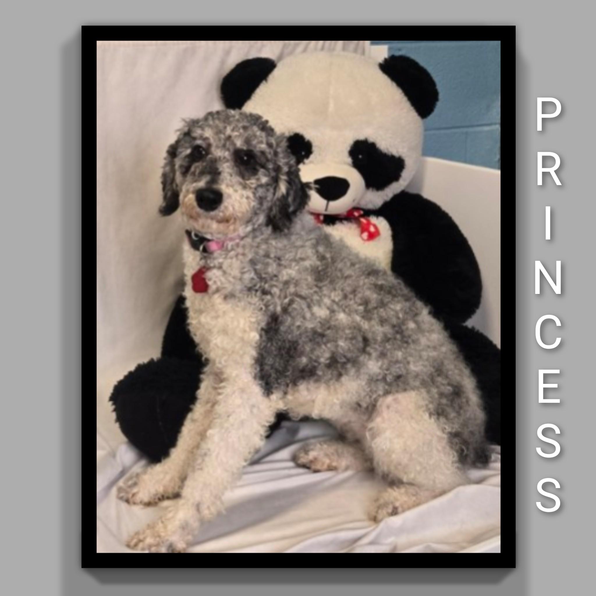 Enlarge Princess , a ADOPTABLE Poodle in Fredericksburg, VA image 1/6