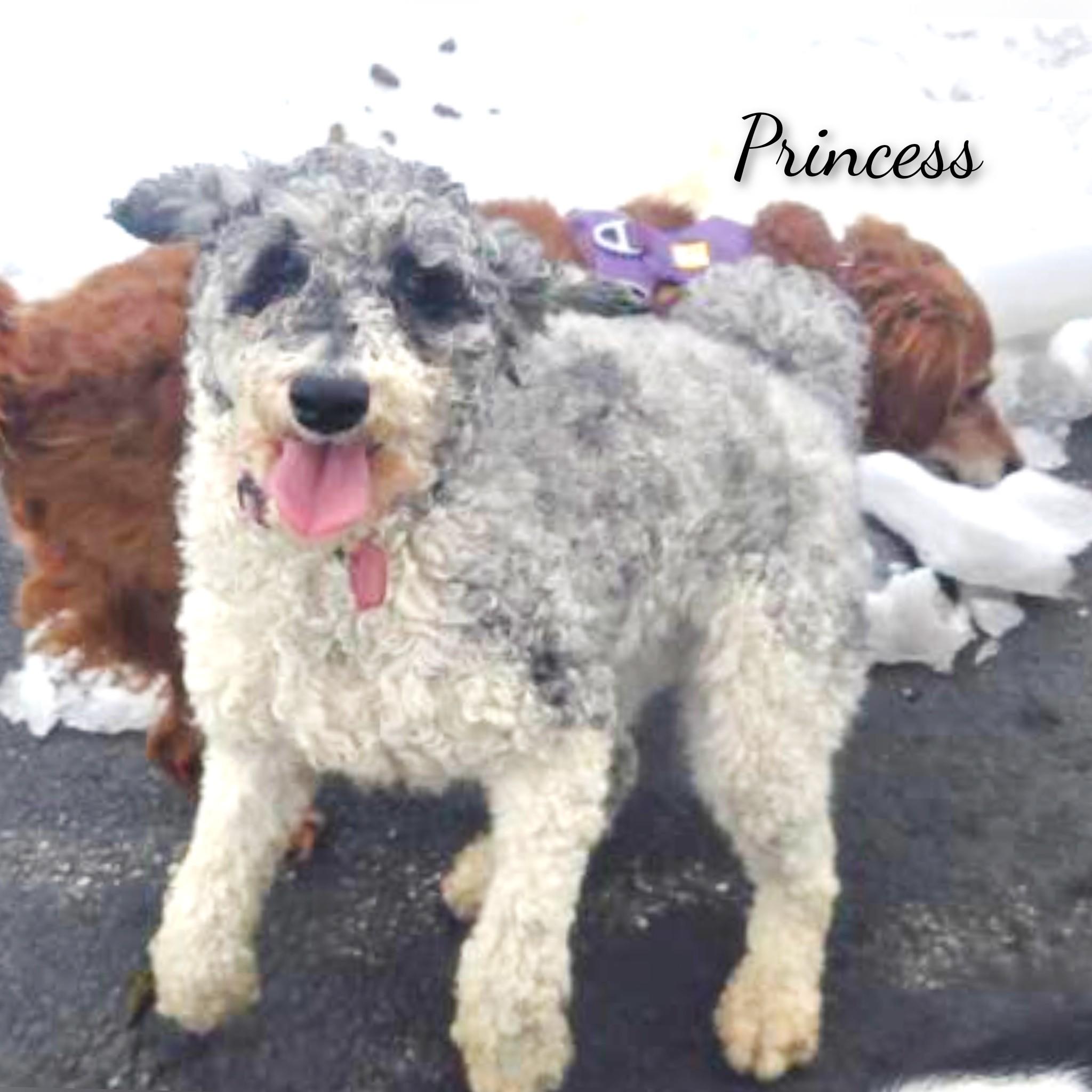 Enlarge Princess , a ADOPTABLE Poodle in Fredericksburg, VA image 4/6